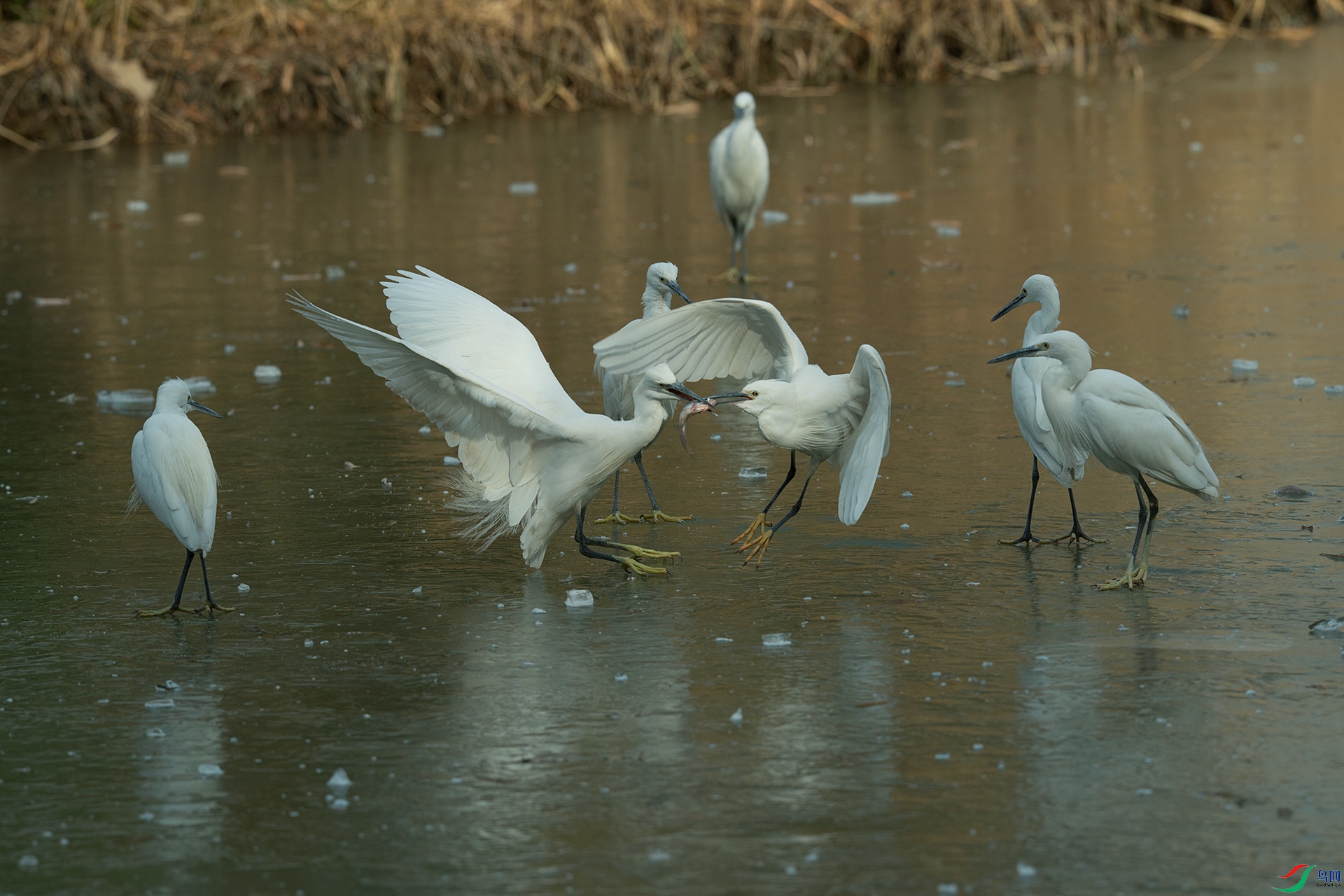 DSC_2658a.jpg