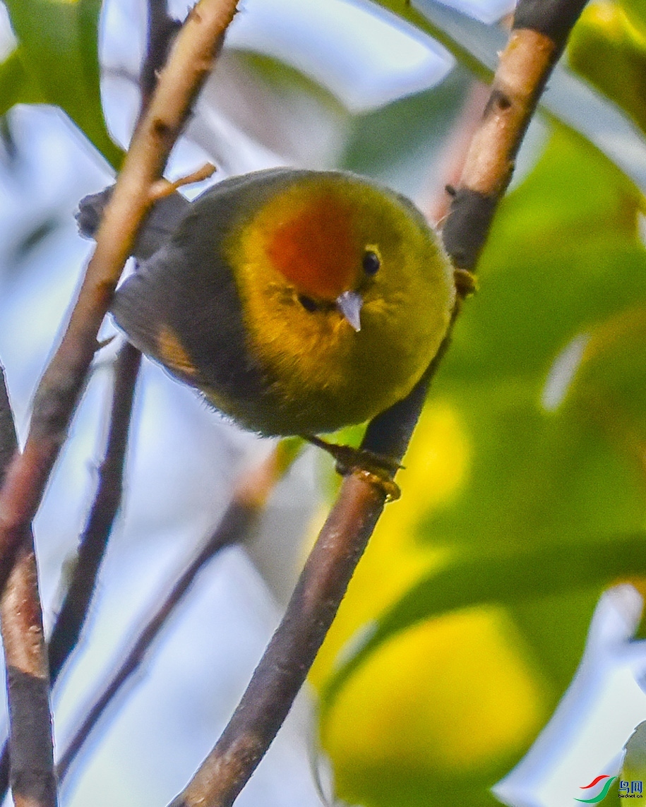 ��ͷ����