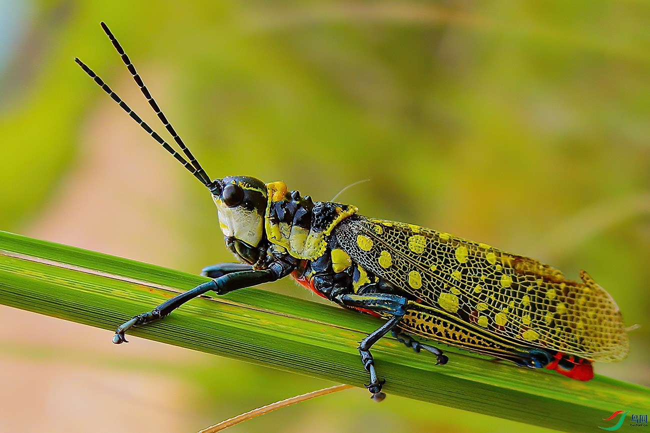花蚂蚱贺获首页精华