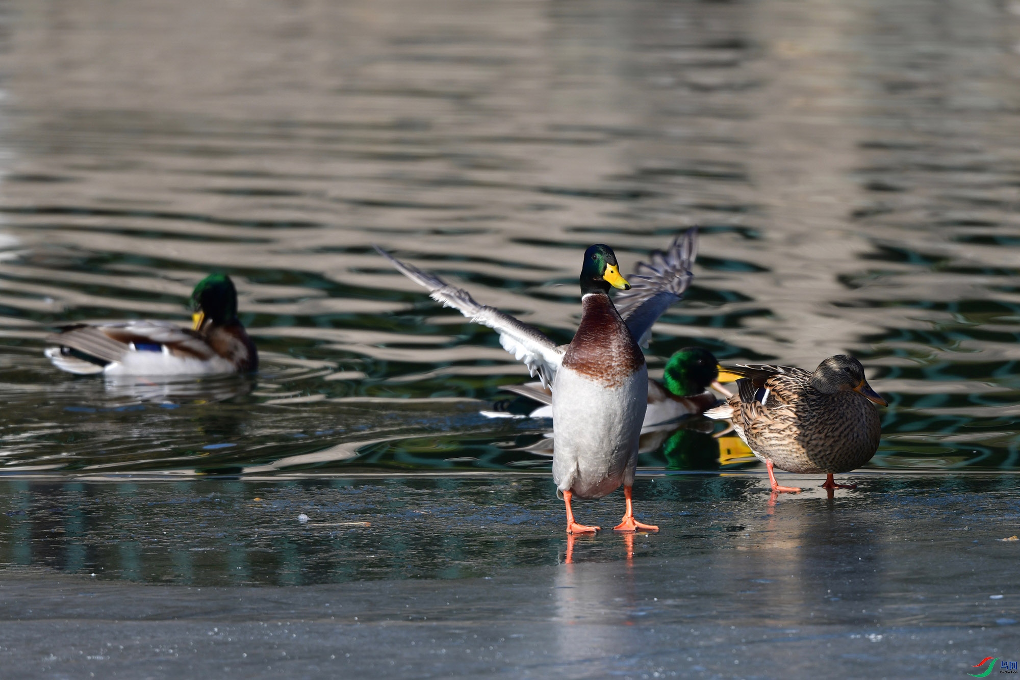DSC_2437.jpg