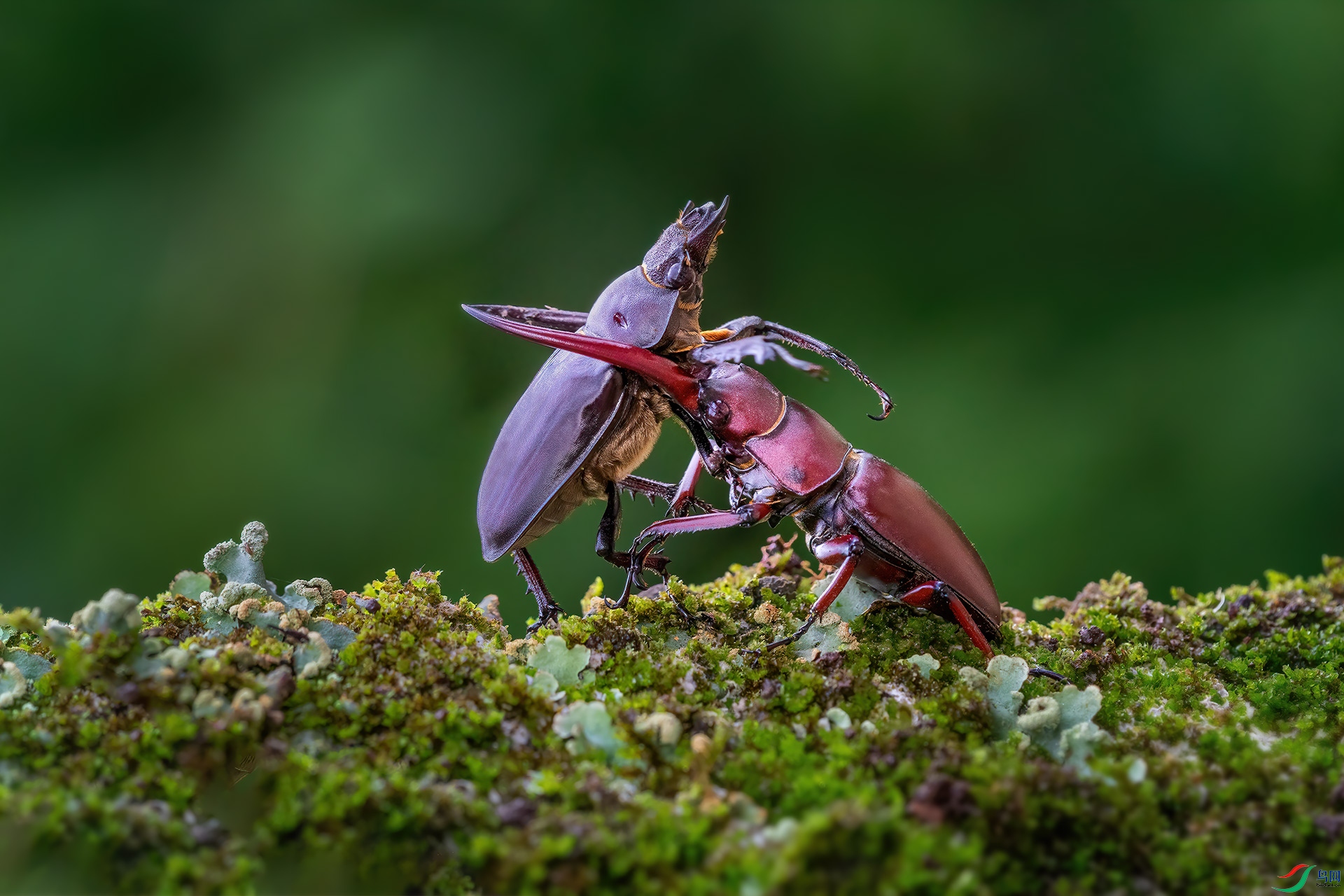 _G3A6016-1.jpg