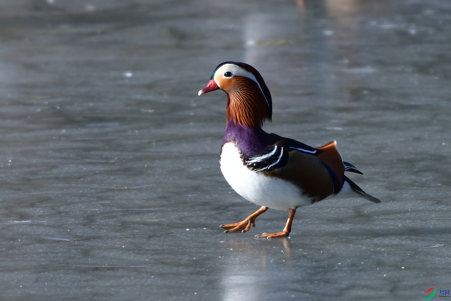 DSC_2461.jpg
