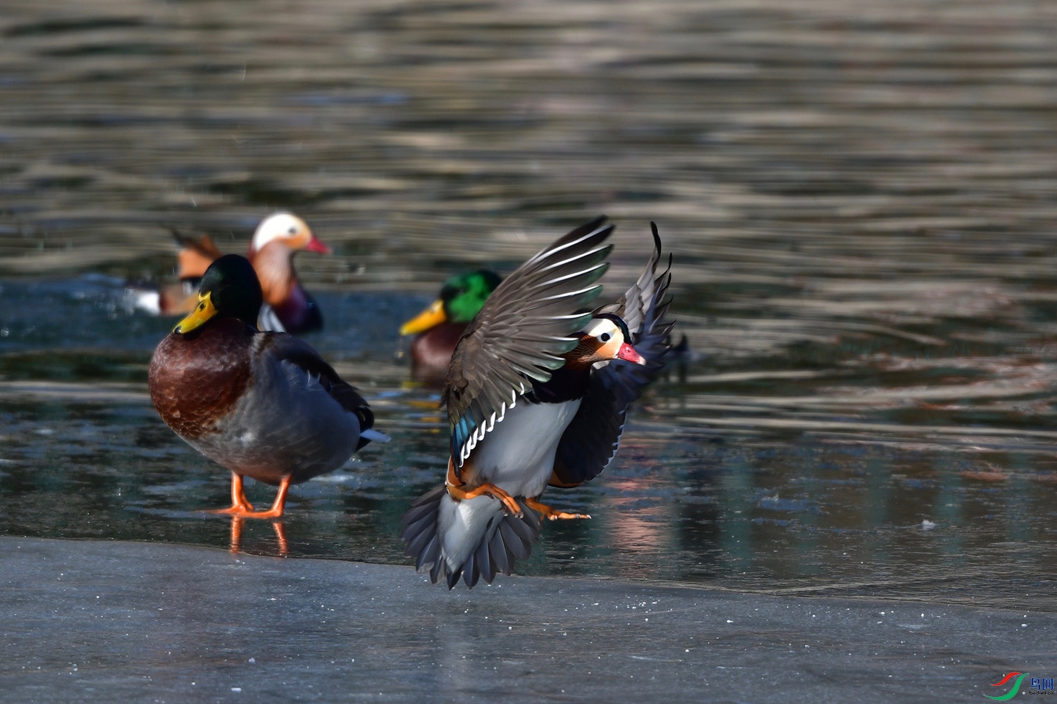 DSC_2424.jpg
