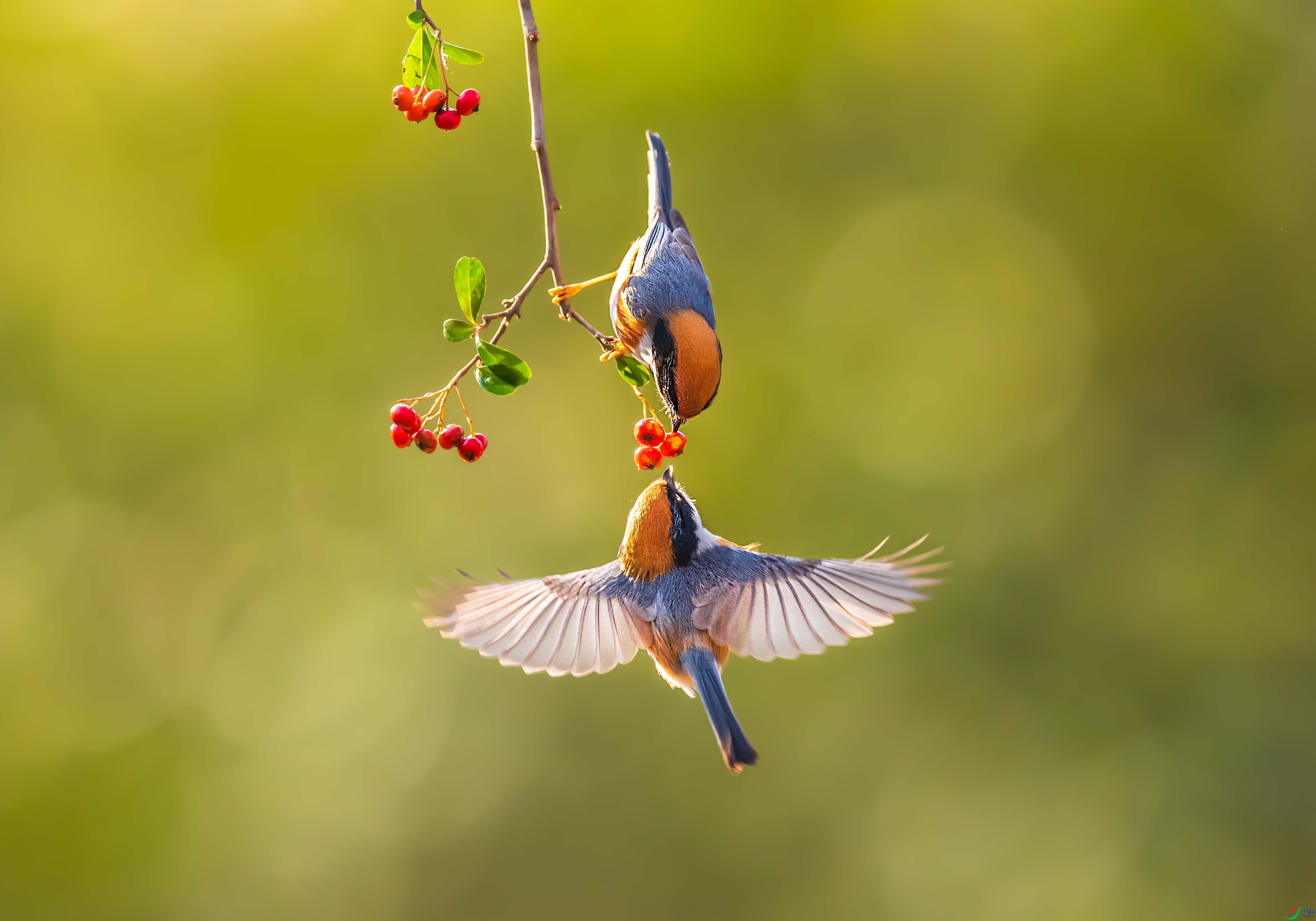 DSC_1320-1.jpg