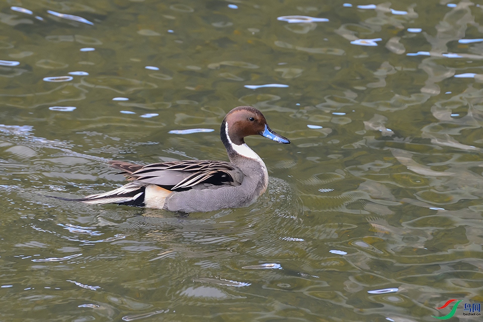 DSC_2950_DxOa.jpg
