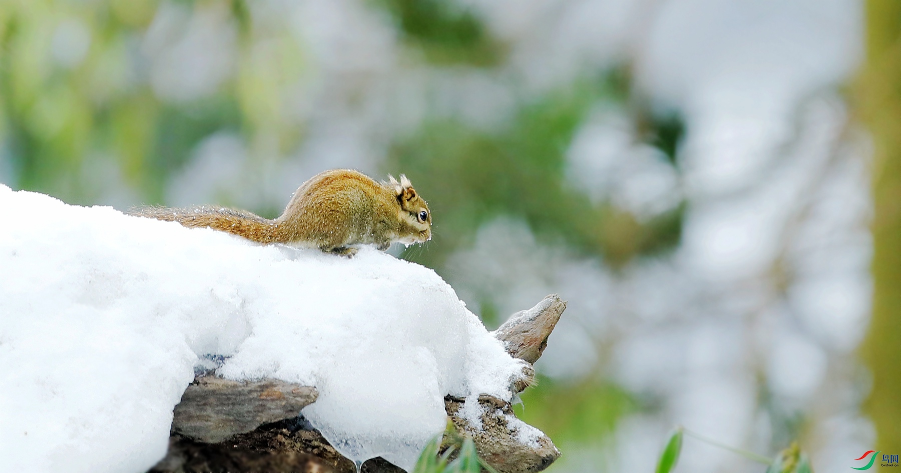 小小松鼠雪中觅食