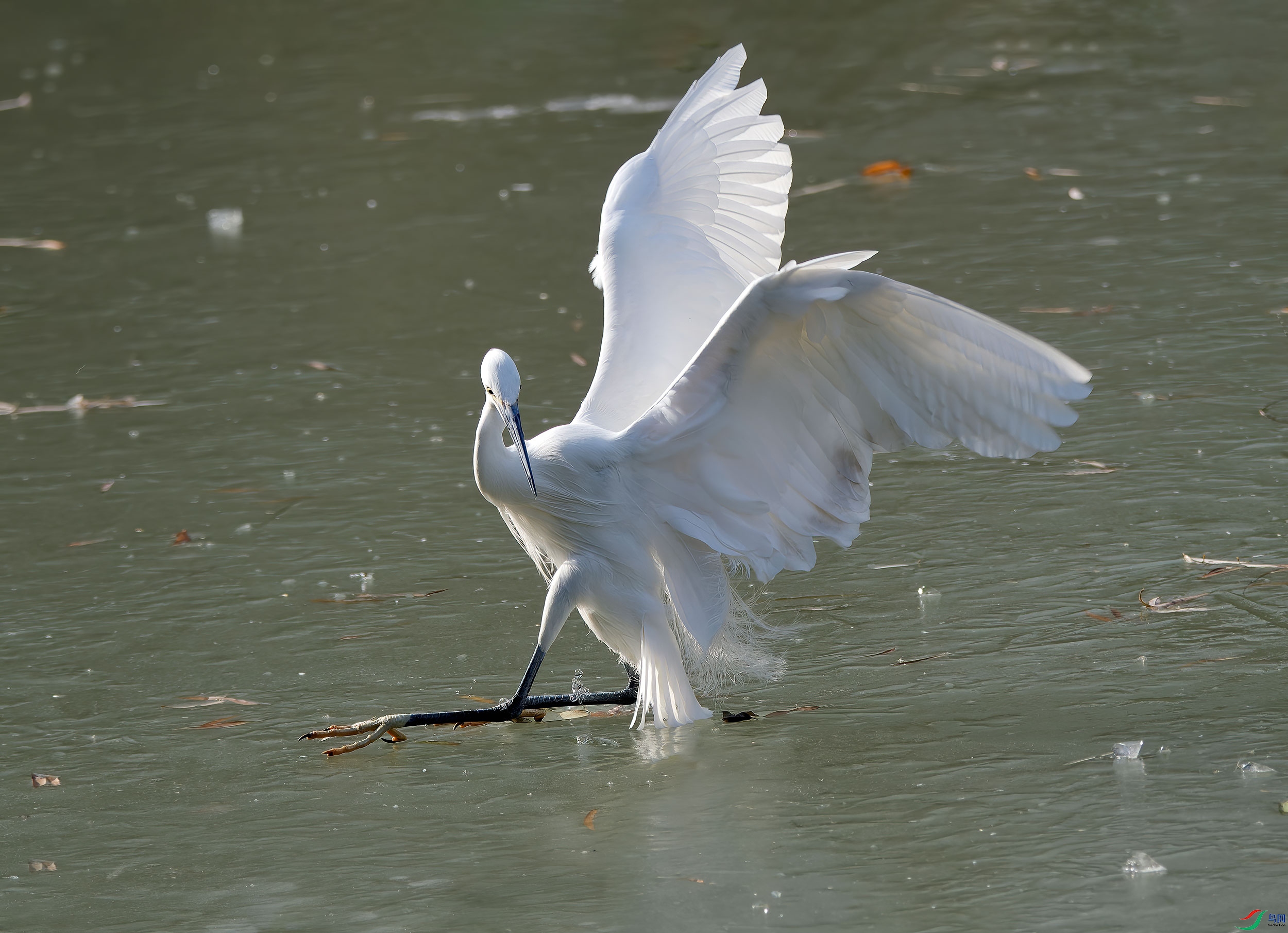 DSC_9715.jpg