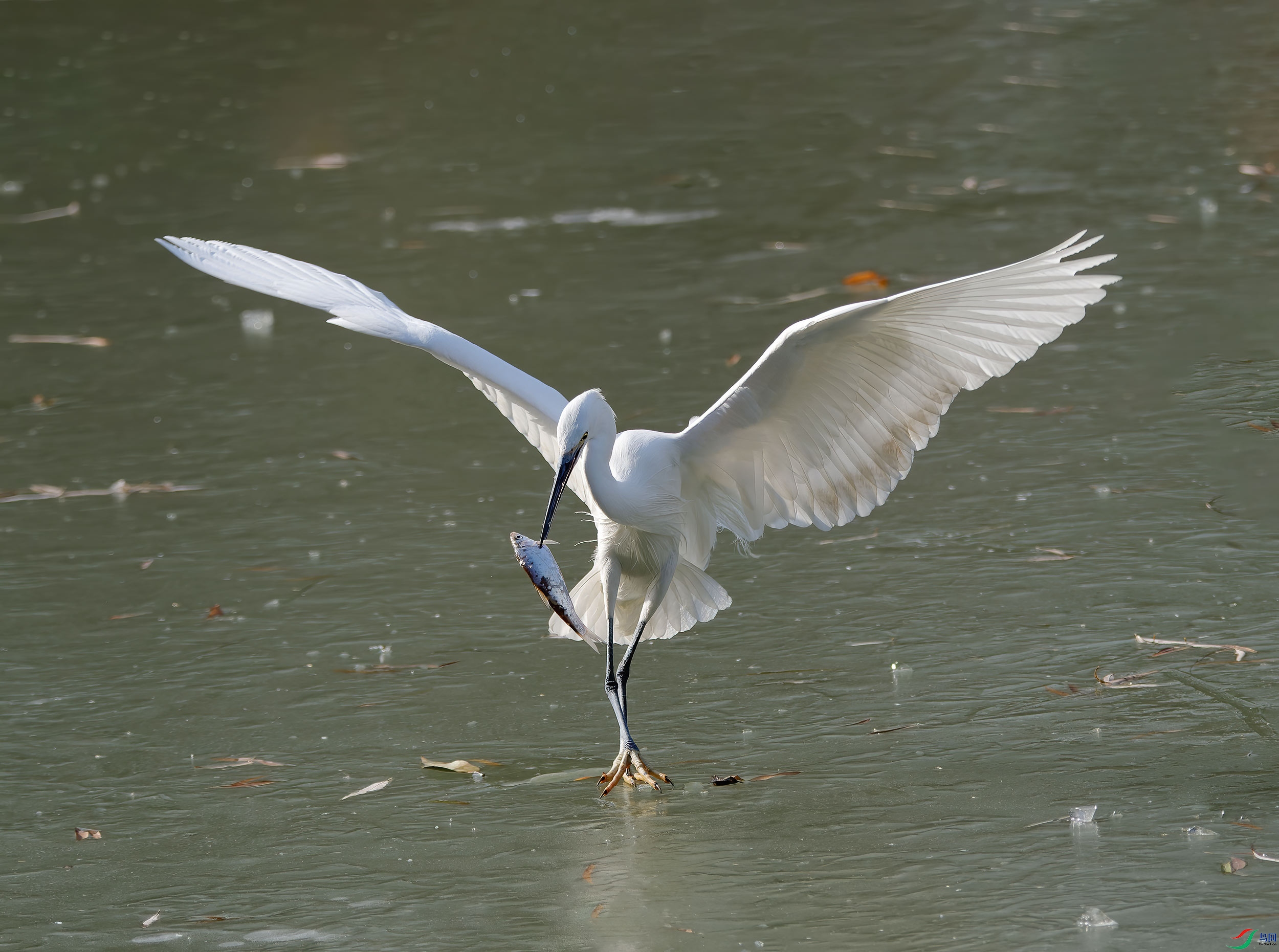 DSC_9723.jpg