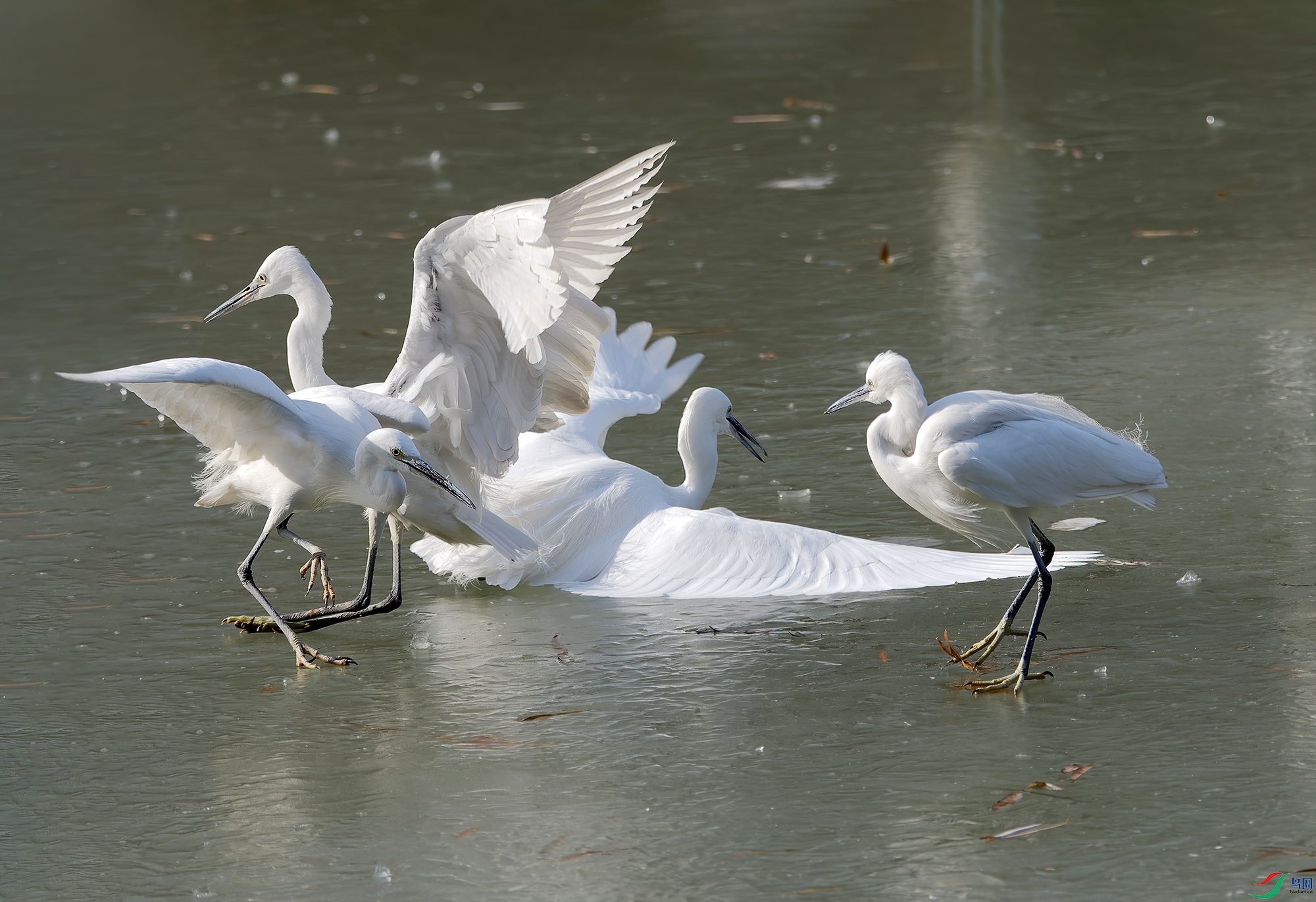 DSC_9788.jpg
