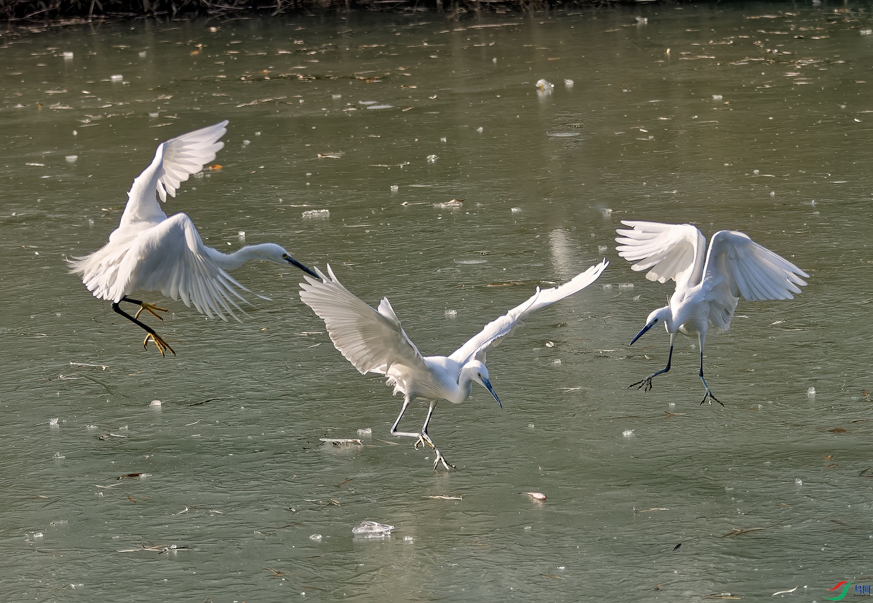 DSC_0037.jpg