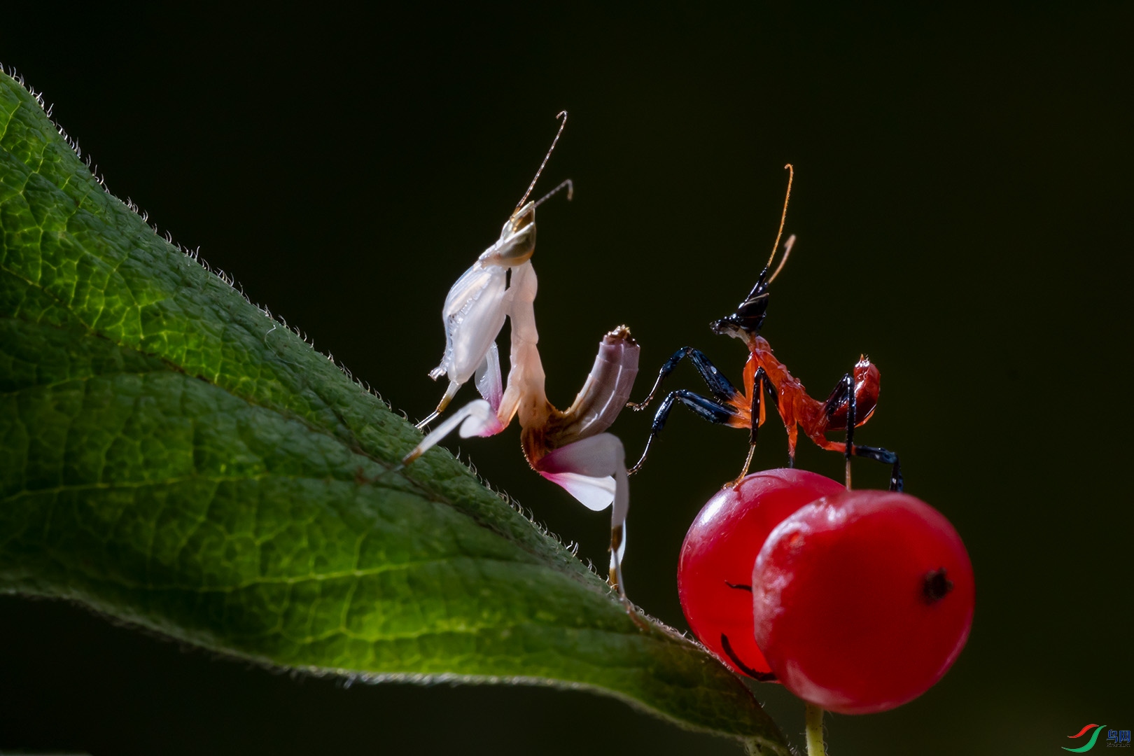 301-1080.jpg