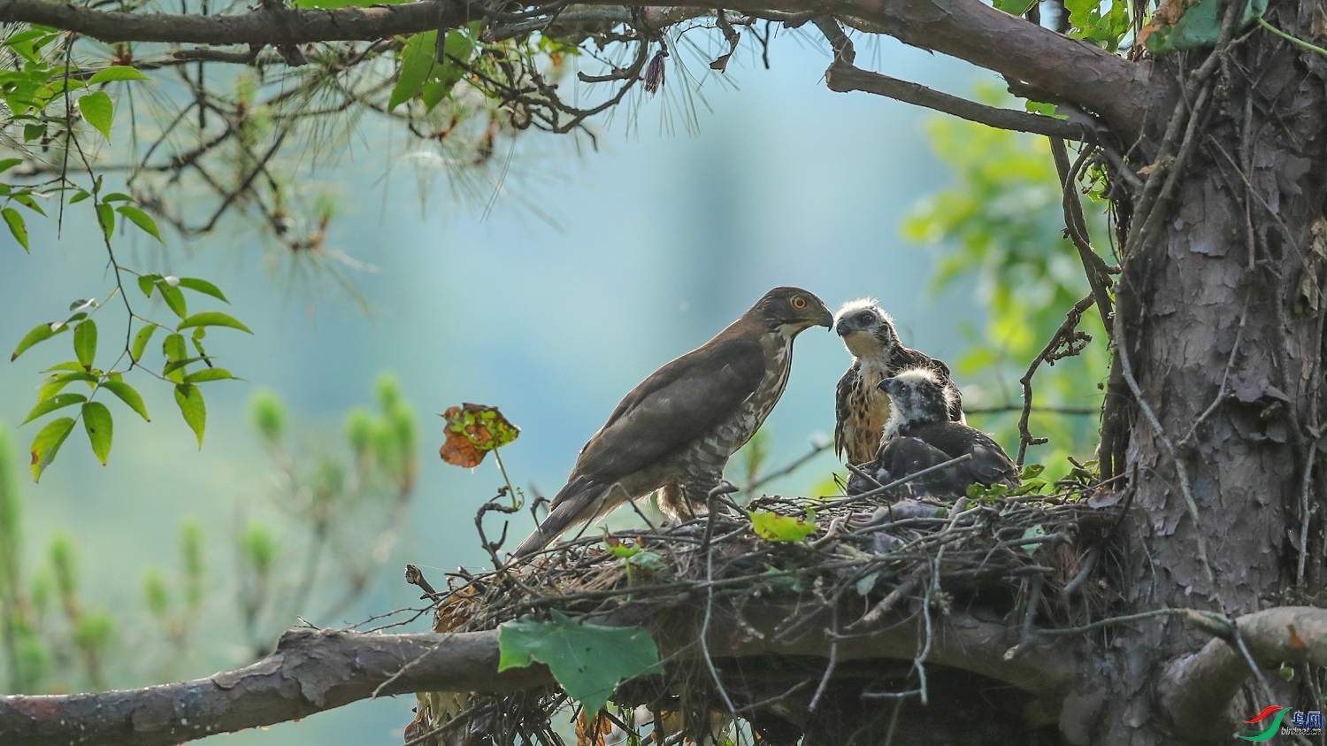 SW�ϱ�  ��ʦ�����ں���ʡ�����й�ˮ��0.jpg