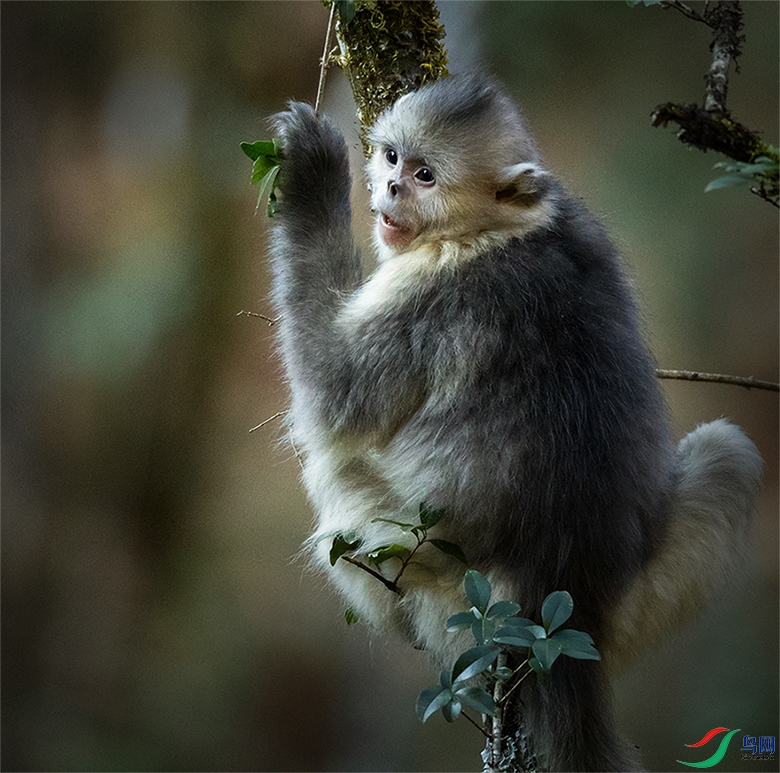 金丝猴母子
