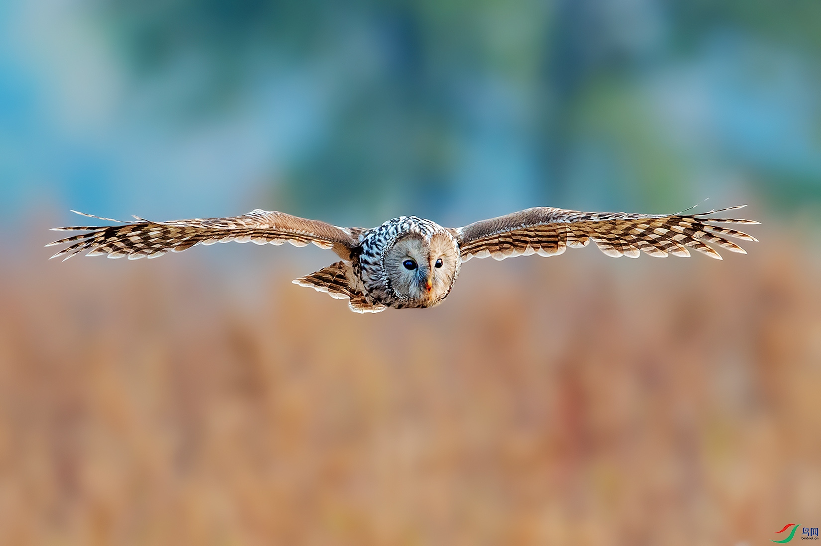 DSC_0518-a.jpg