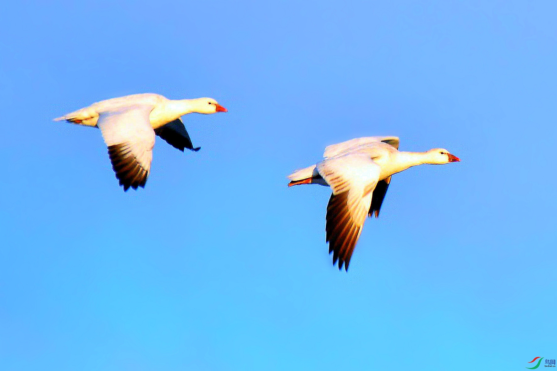 [水鸟] 【珍稀鸟类---细嘴雁】