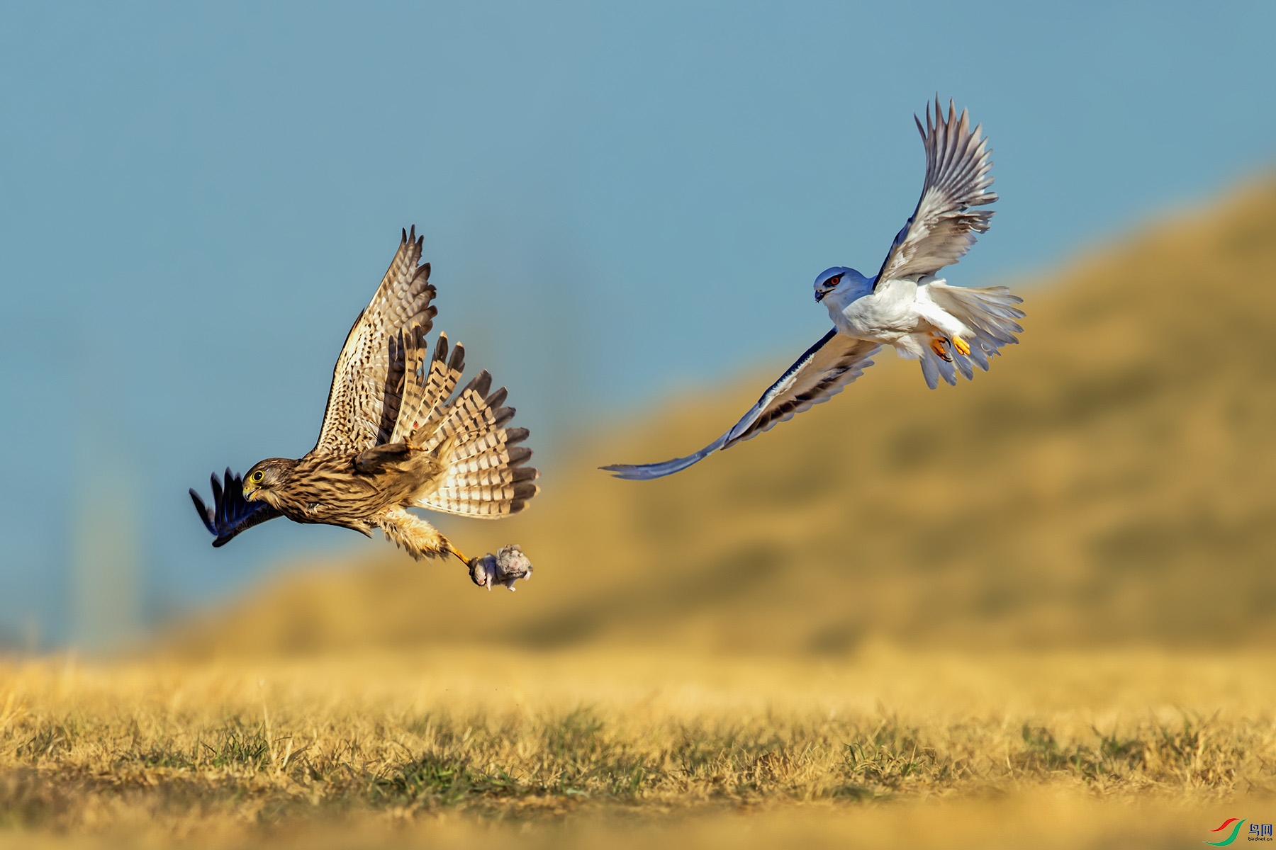 ������׷ɱ