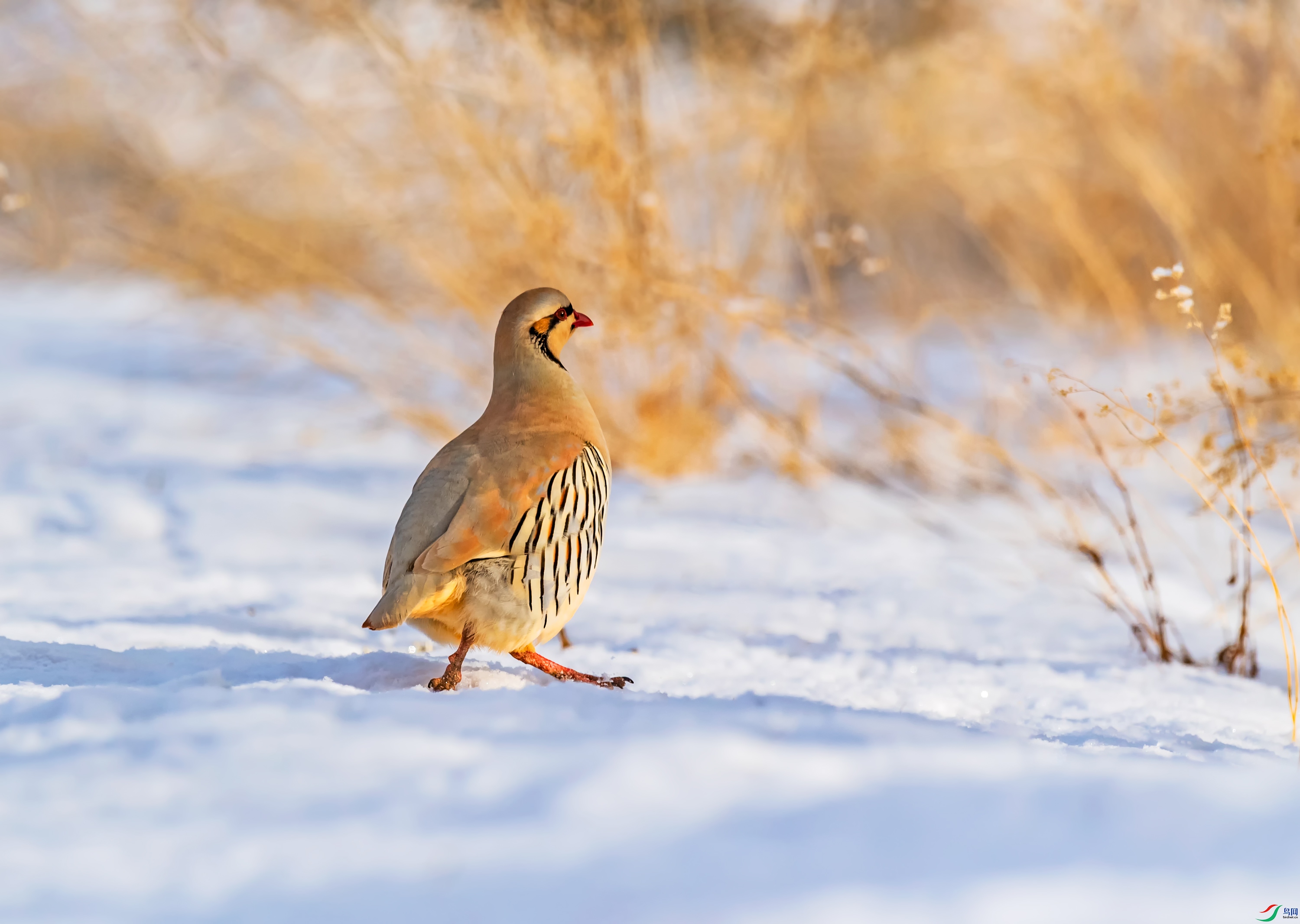 DSC_8205_��ͼ��.jpg---2.jpg