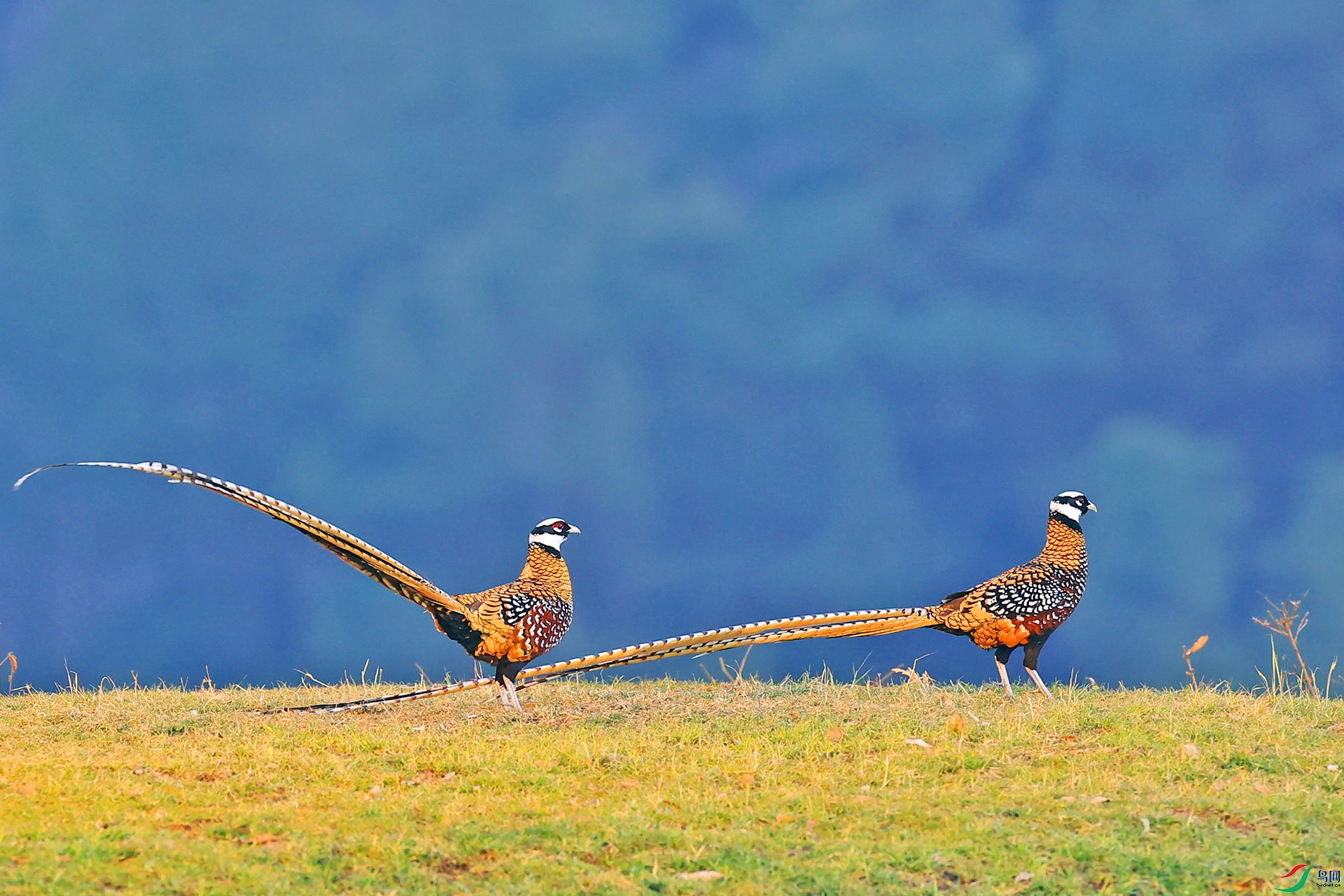 [林鸟] 守侯--- (祝贺老师佳作荣获vip综合精华)
