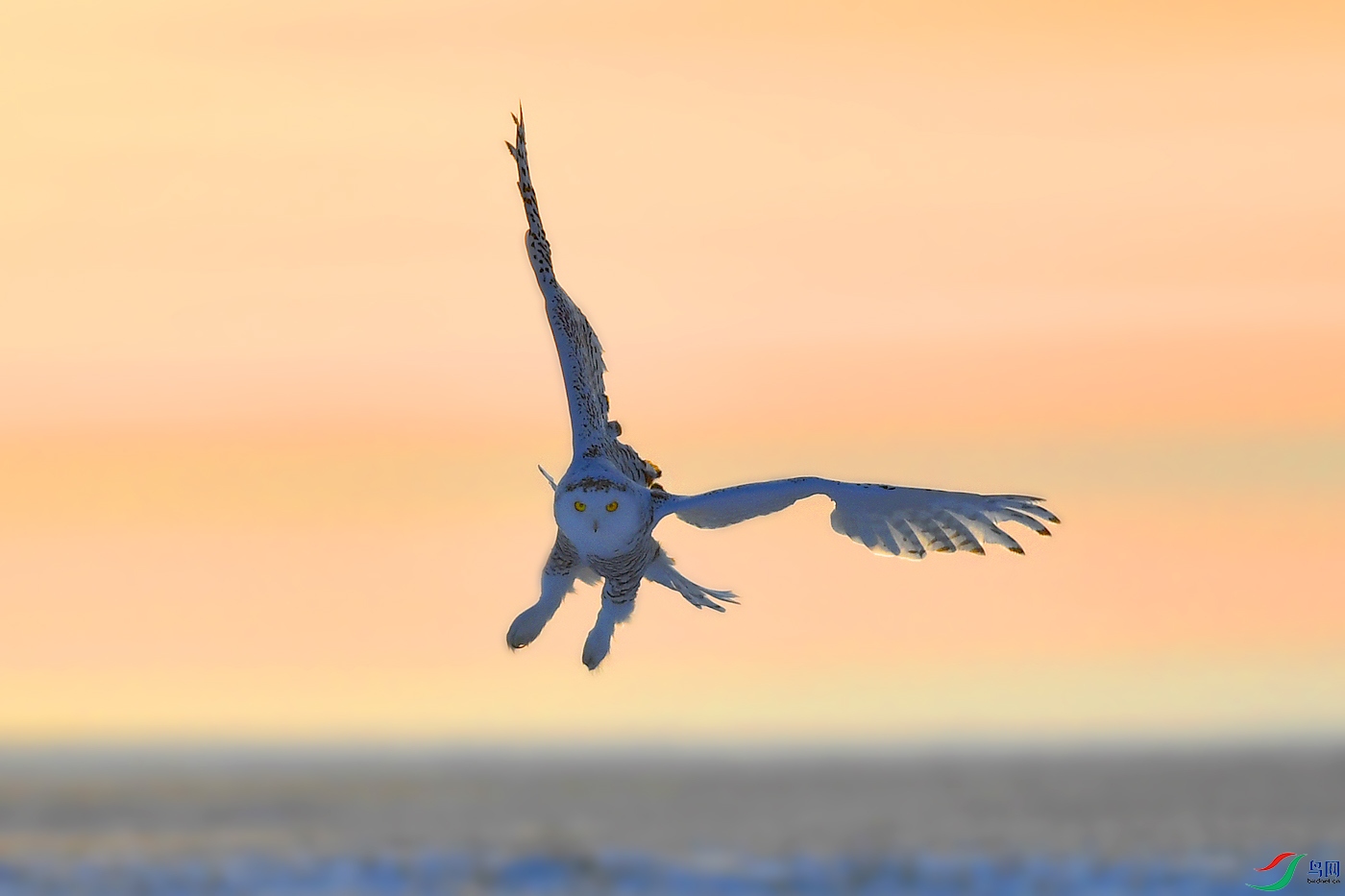 本帖最后由 虫朋鸟友 于 2021-1-15 21:43 编辑  点赞1 微信