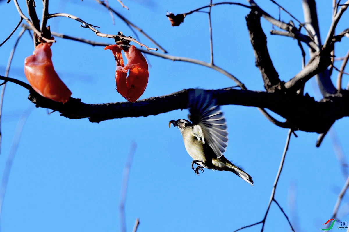DSC_2296.jpg