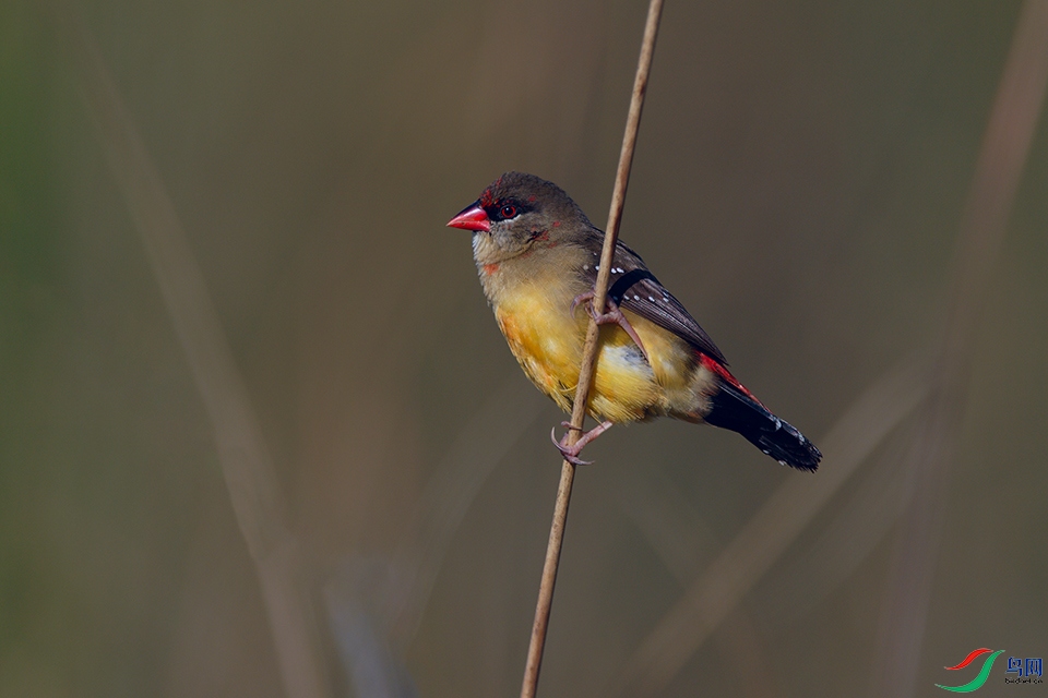 DSC_8030_DxOa.jpg