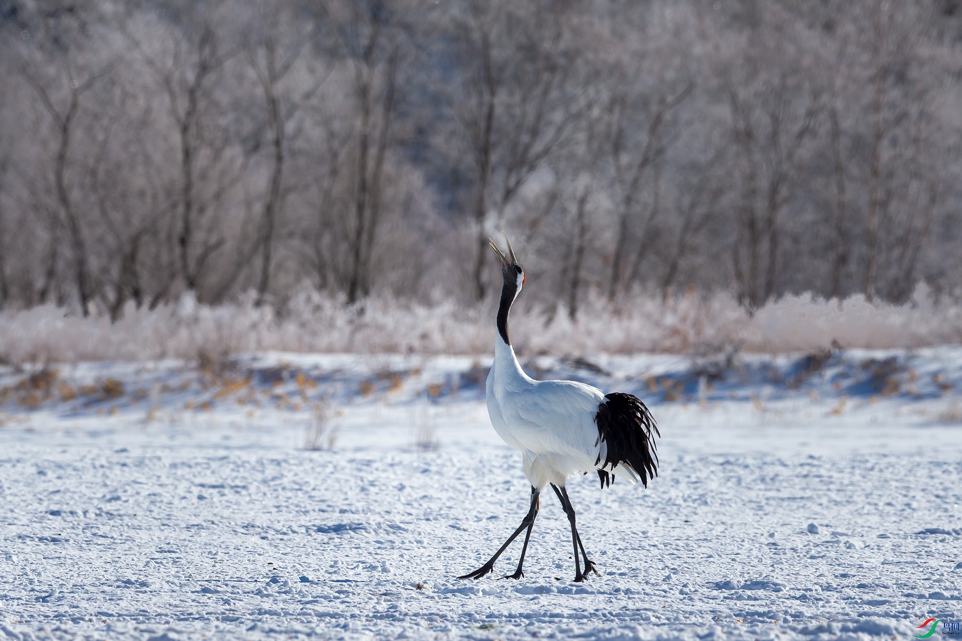 _C0R0314-1.jpg