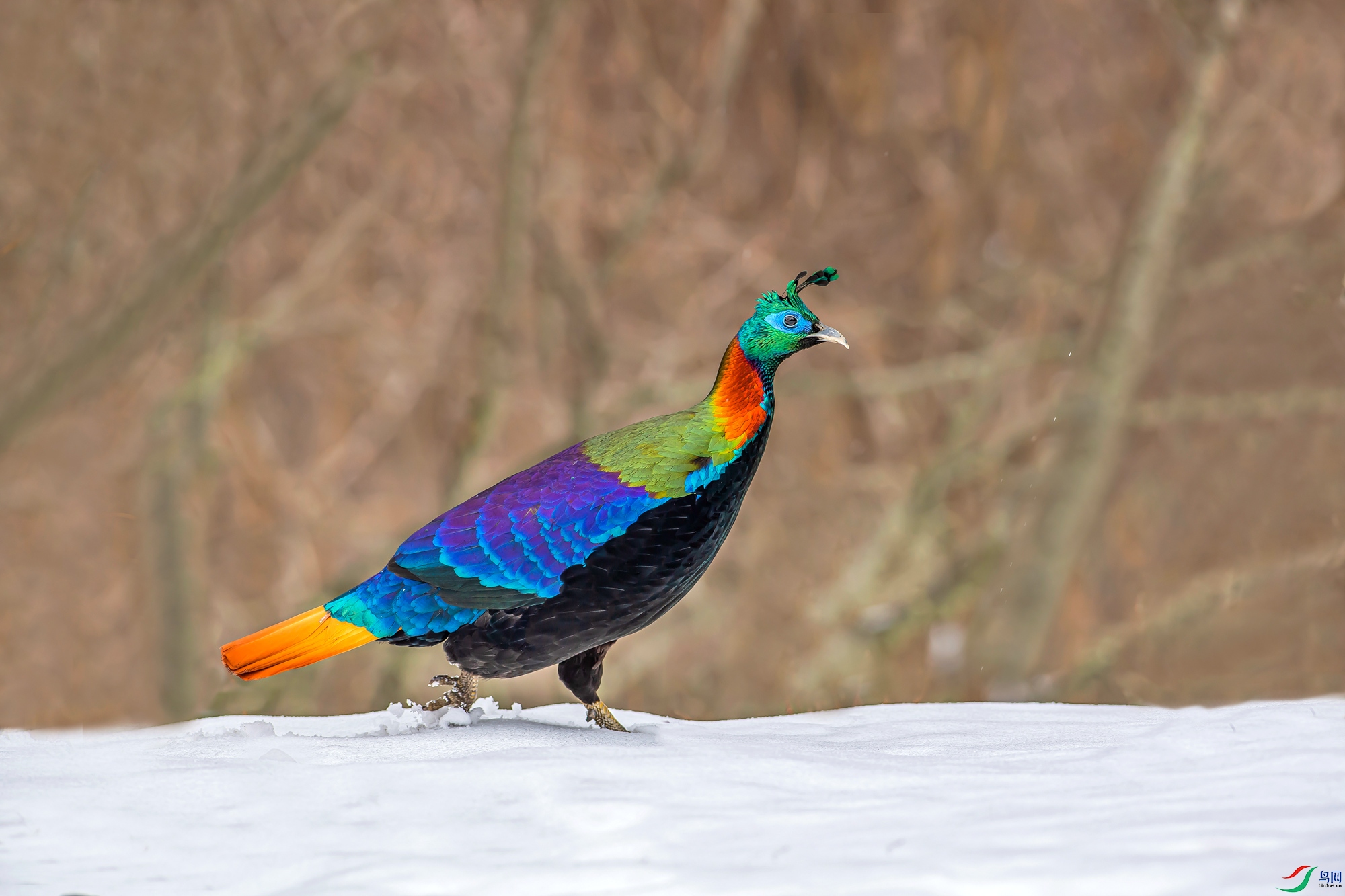DSC_9345.jpg