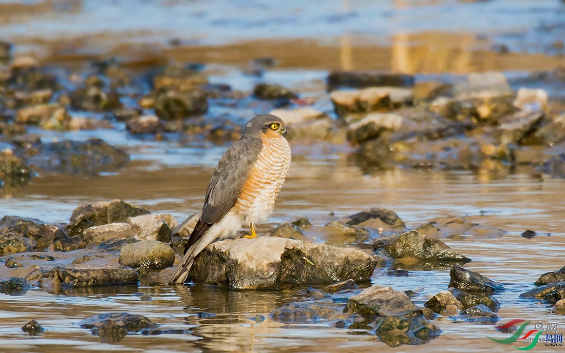 tsƽ������  ��ʦ�����ںӱ�ʡ��ɽ��.jpg