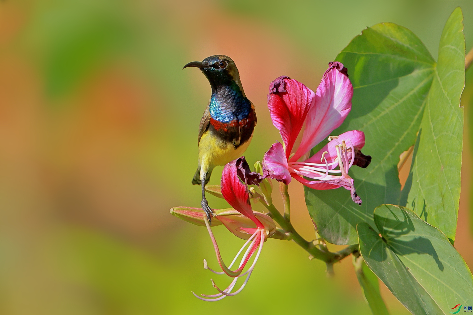 黄腹花蜜鸟