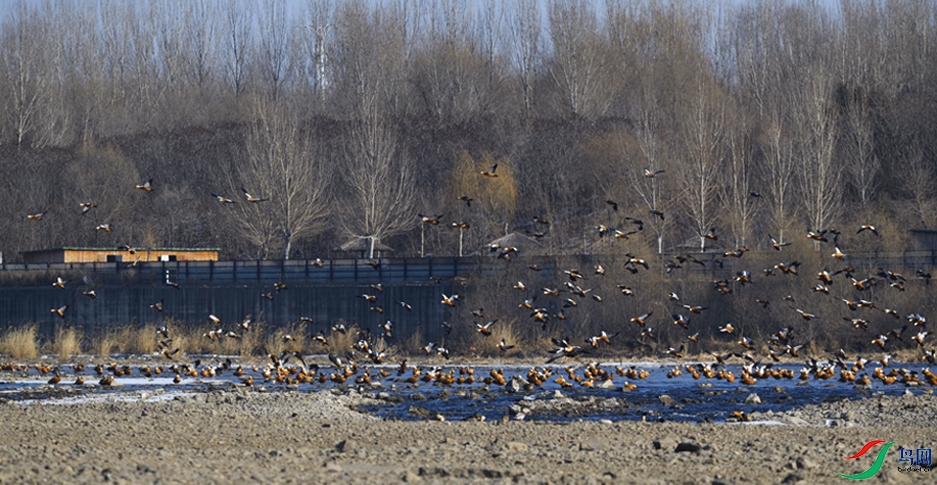 _DSC9520_00001-1-p-3.jpg
