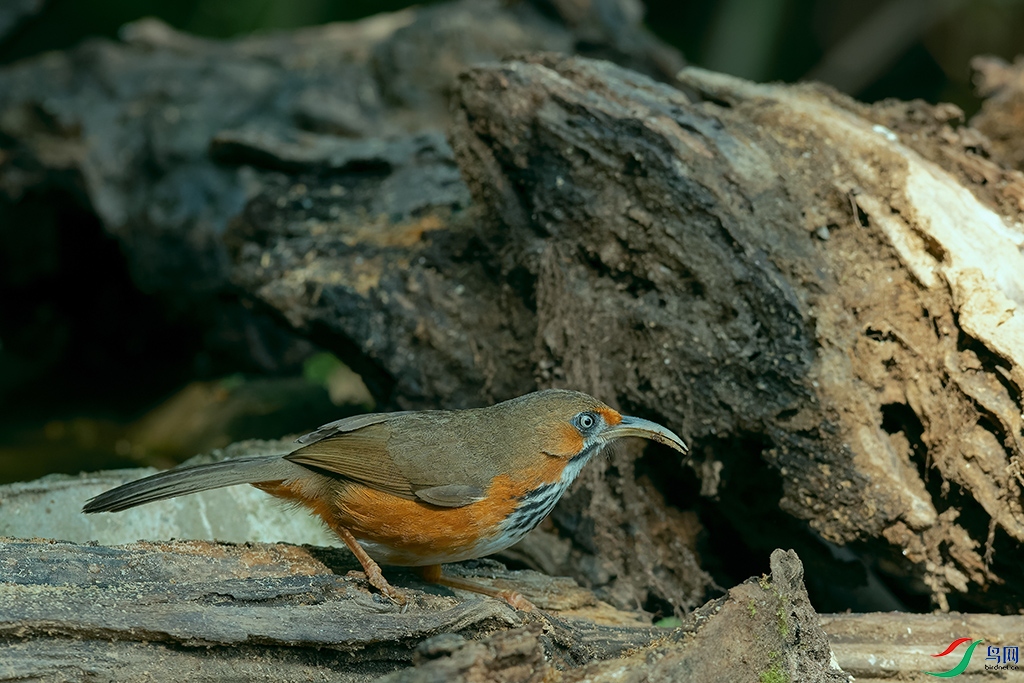 DSC_5372_DxOa.jpg