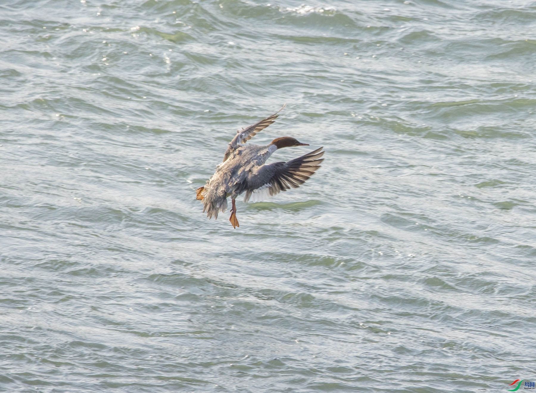 DSC_2193.jpg