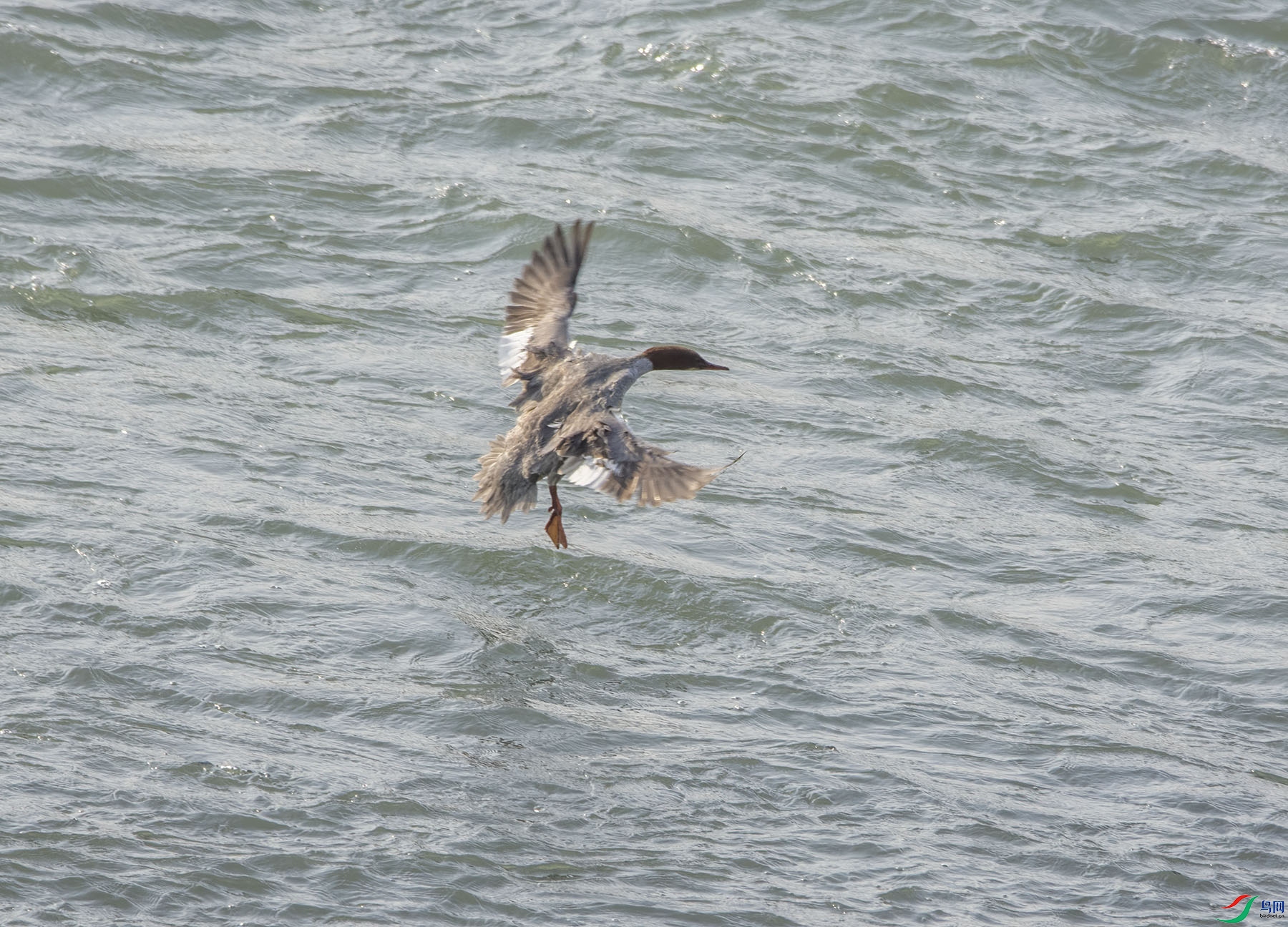 DSC_2194.jpg