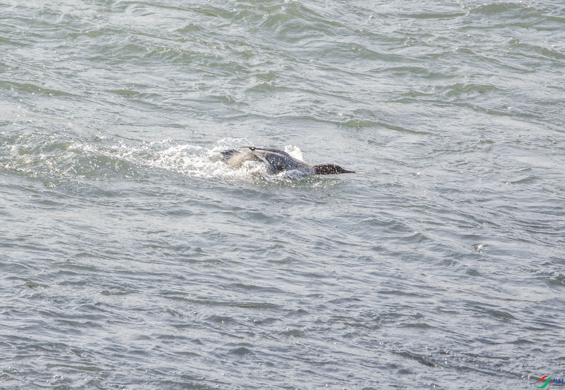 DSC_2196.jpg