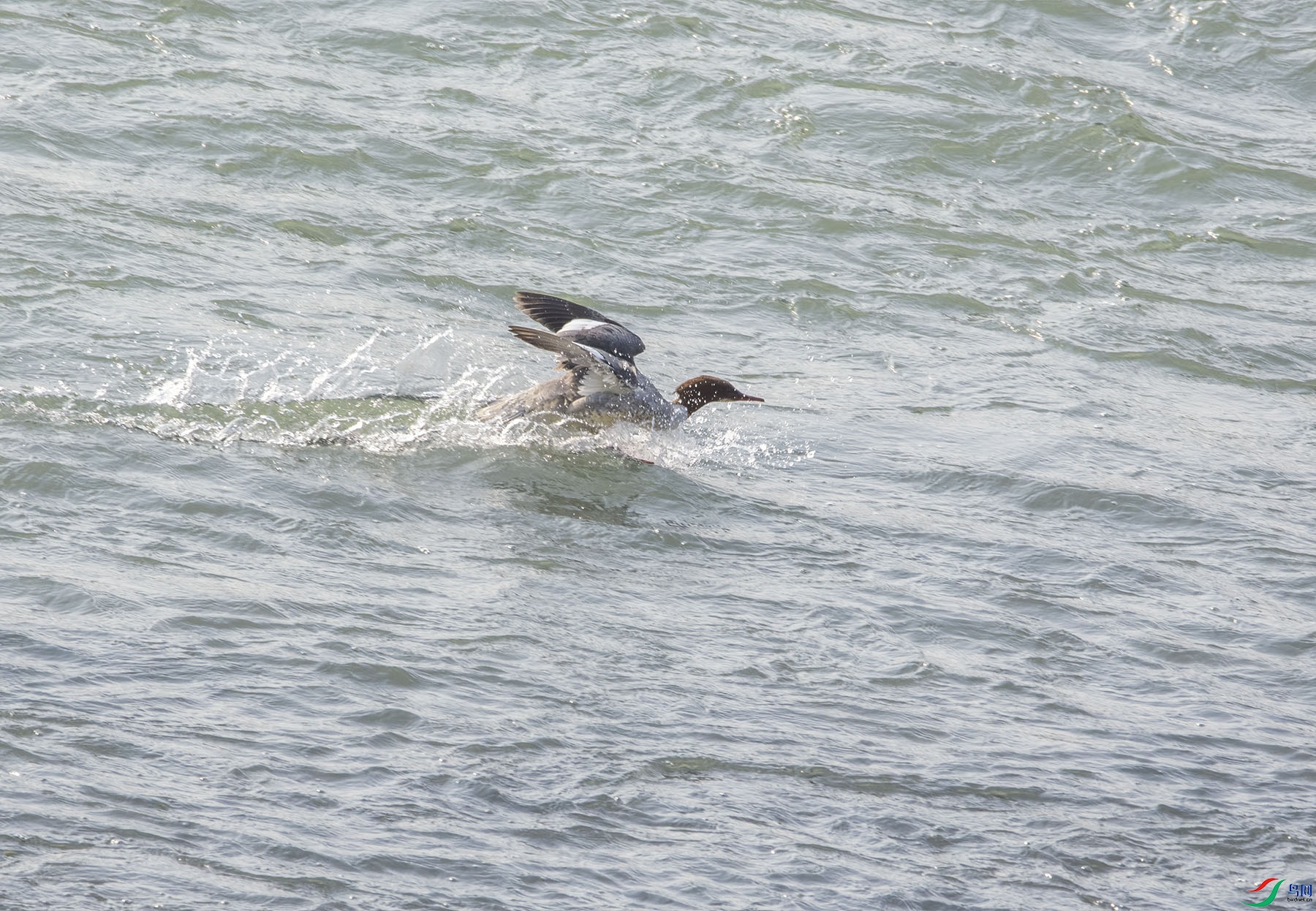 DSC_2195.jpg
