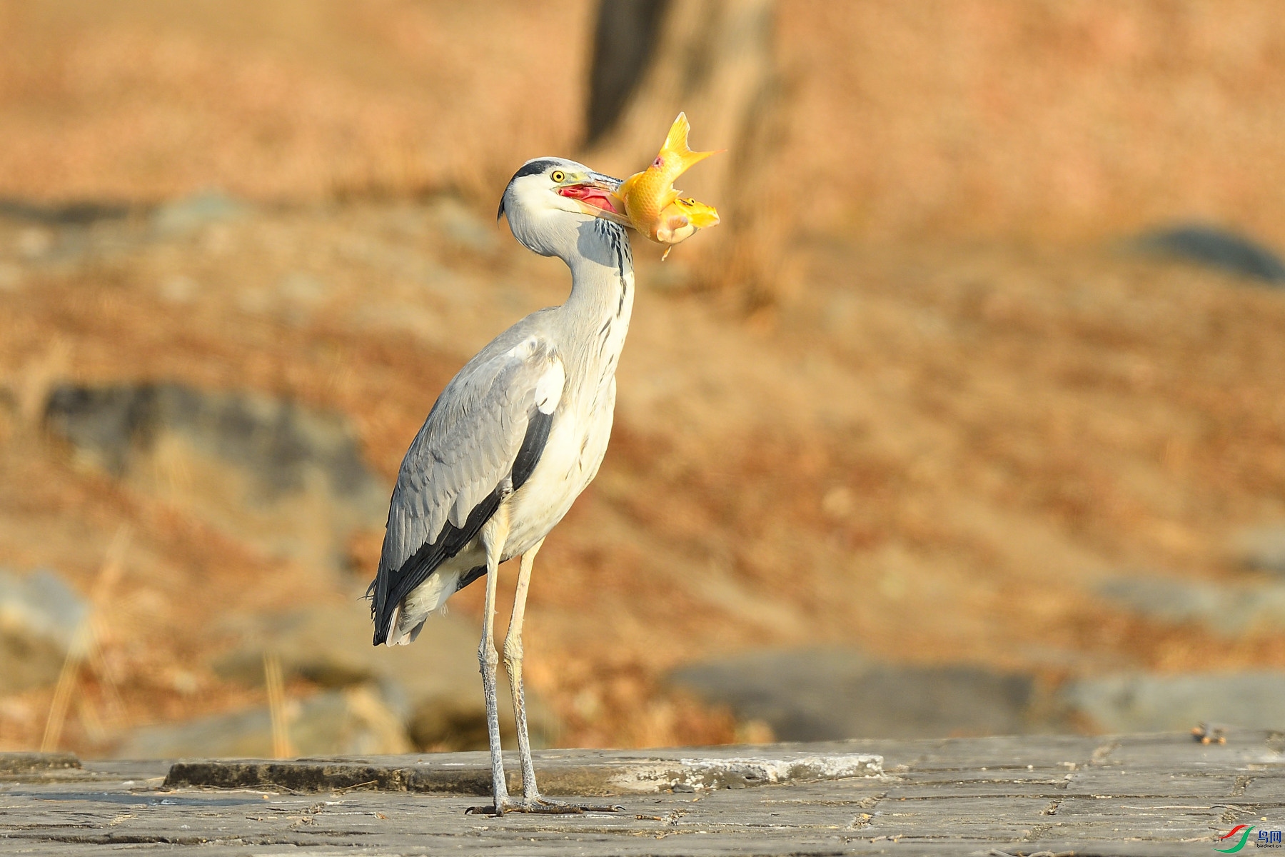 DSC_3055.JPG