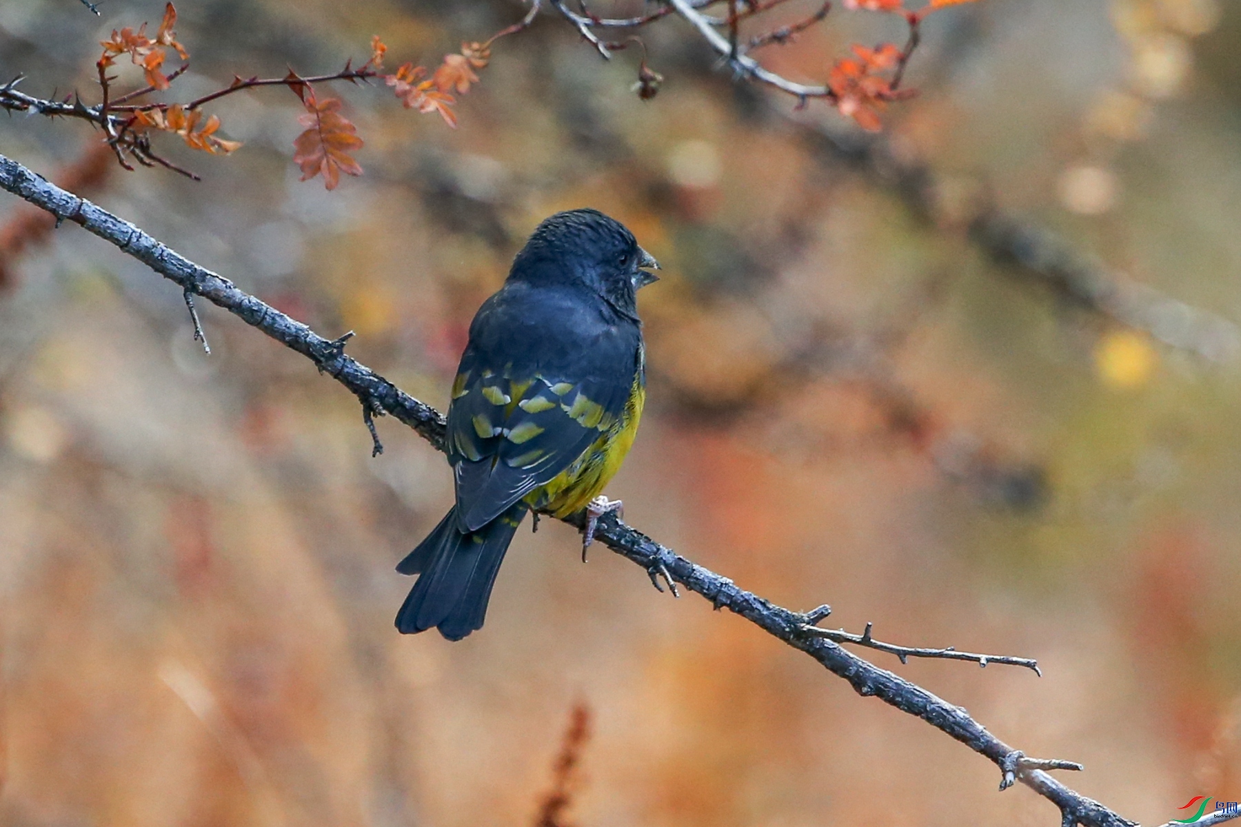 白斑翅拟蜡嘴雀