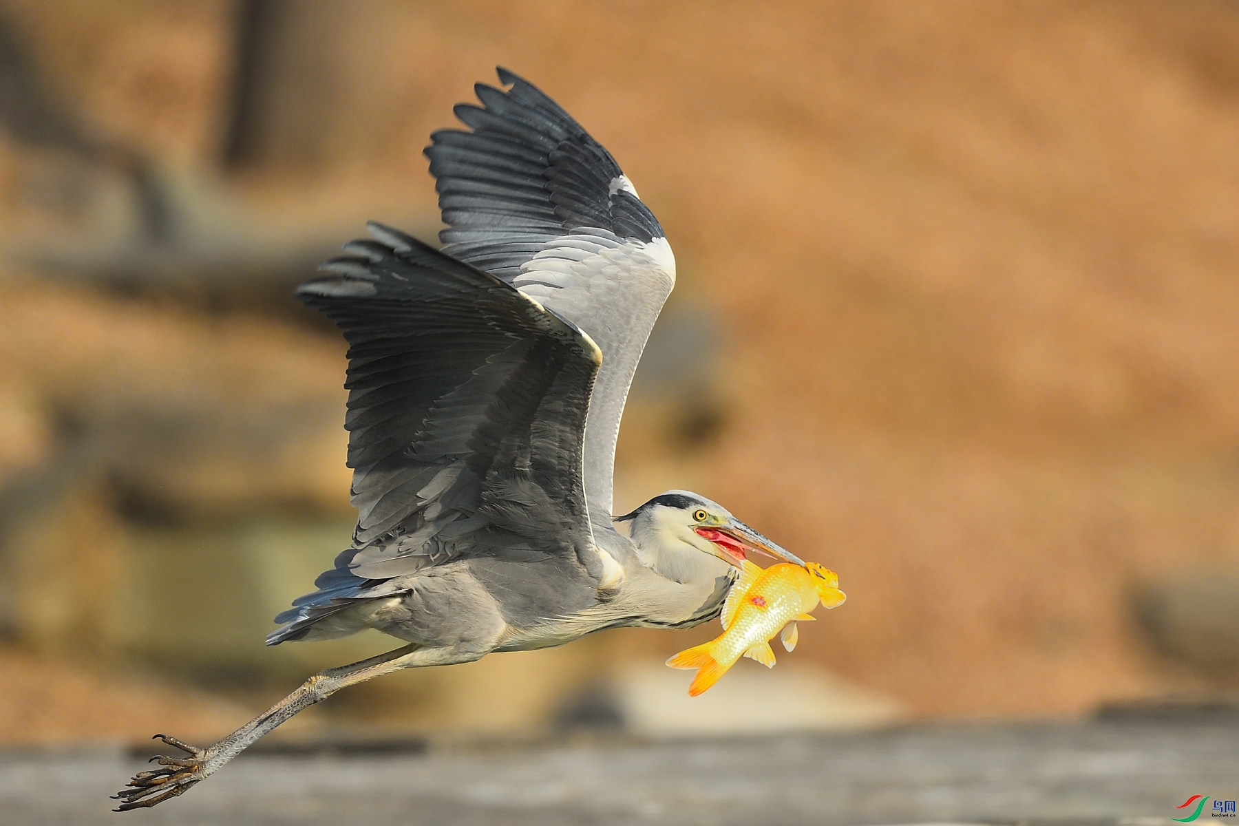 DSC_3131.JPG