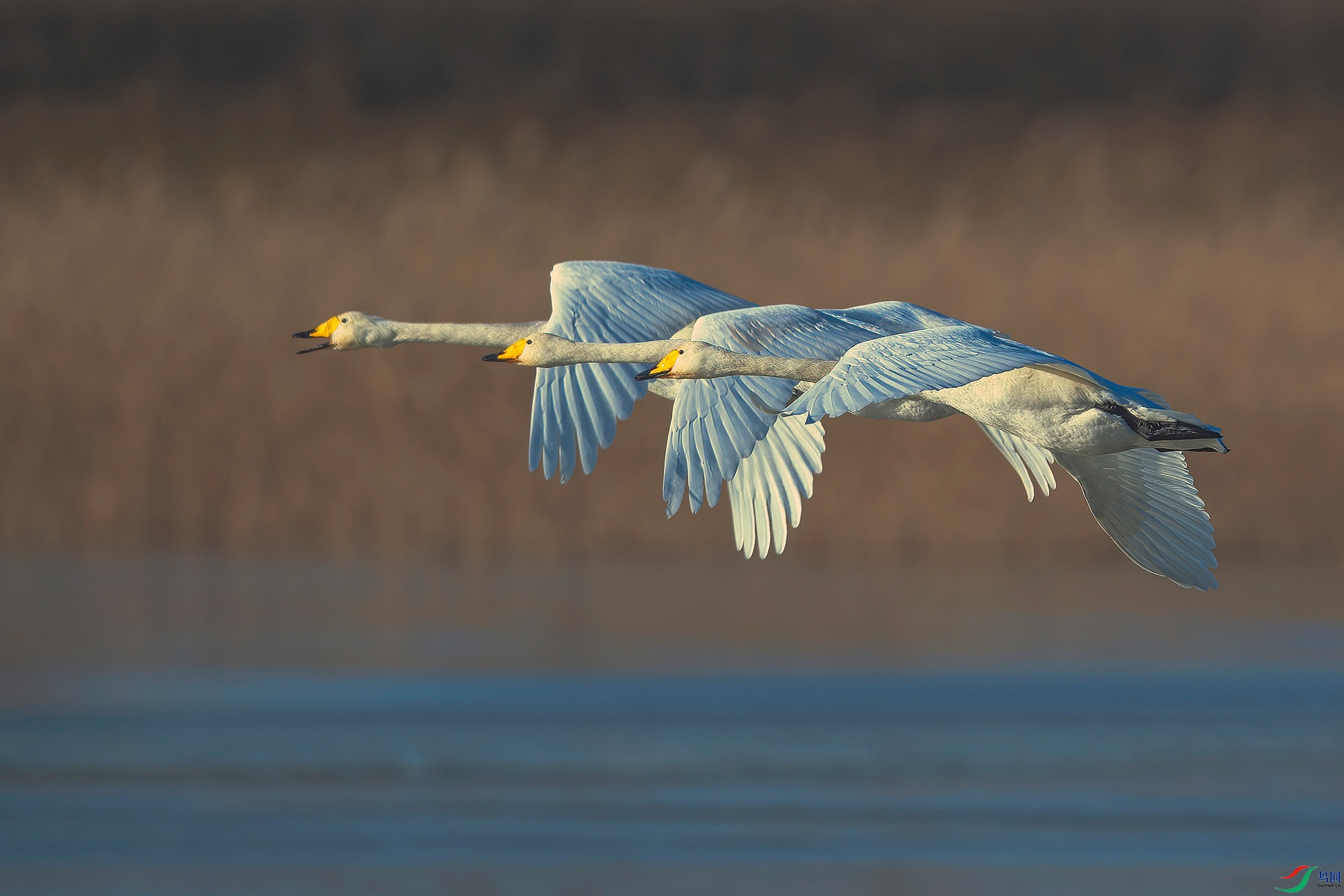 _DSC2000-denoiseWN-����.jpg