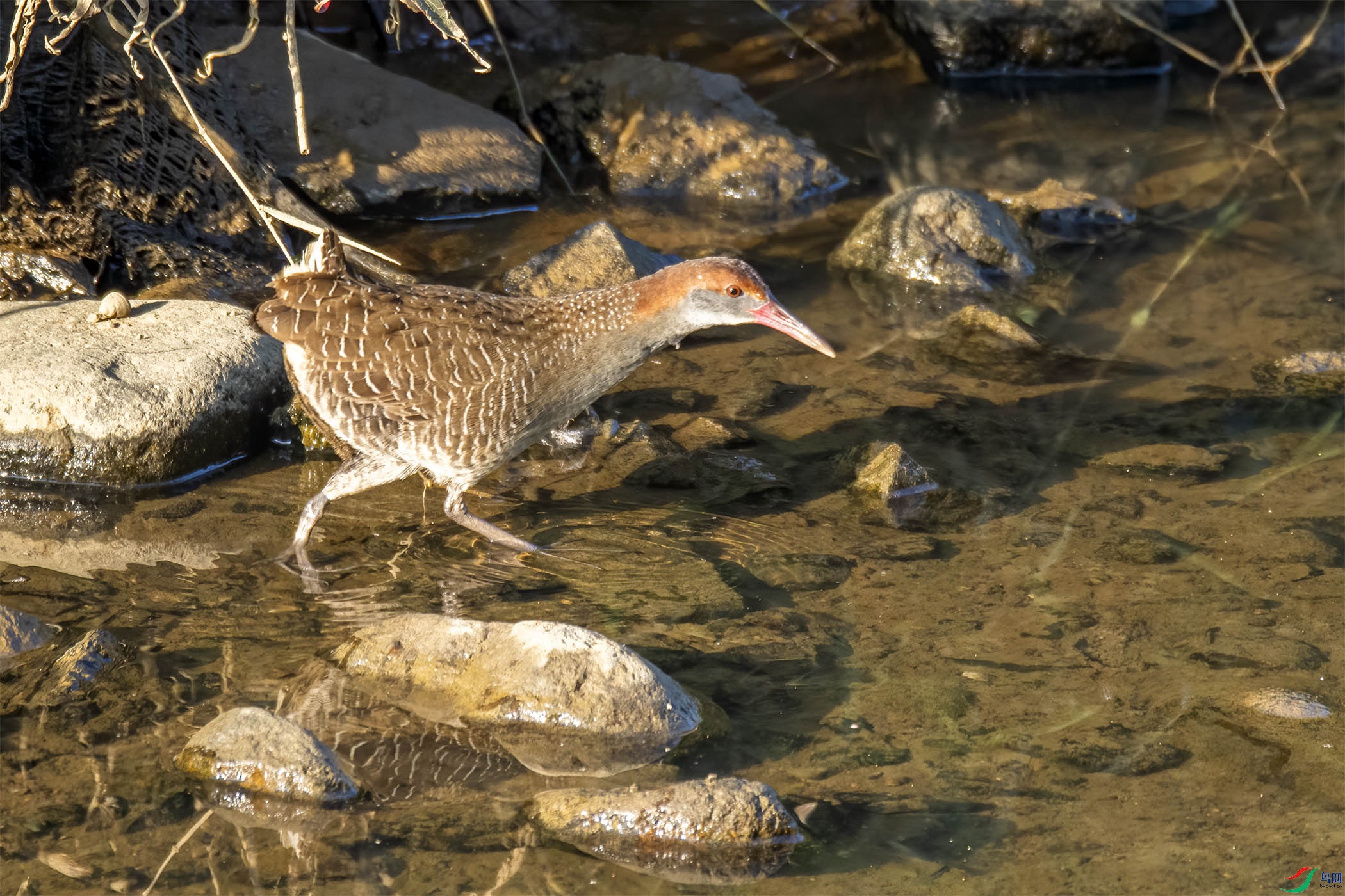 DSC_6540-1.jpg