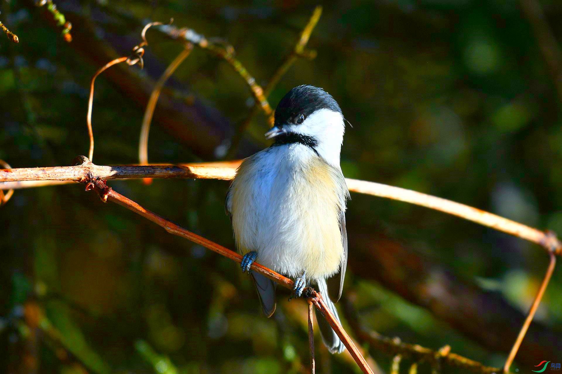 北美黑顶山雀玲珑小啾啾恭贺老师佳作荣获首页精华