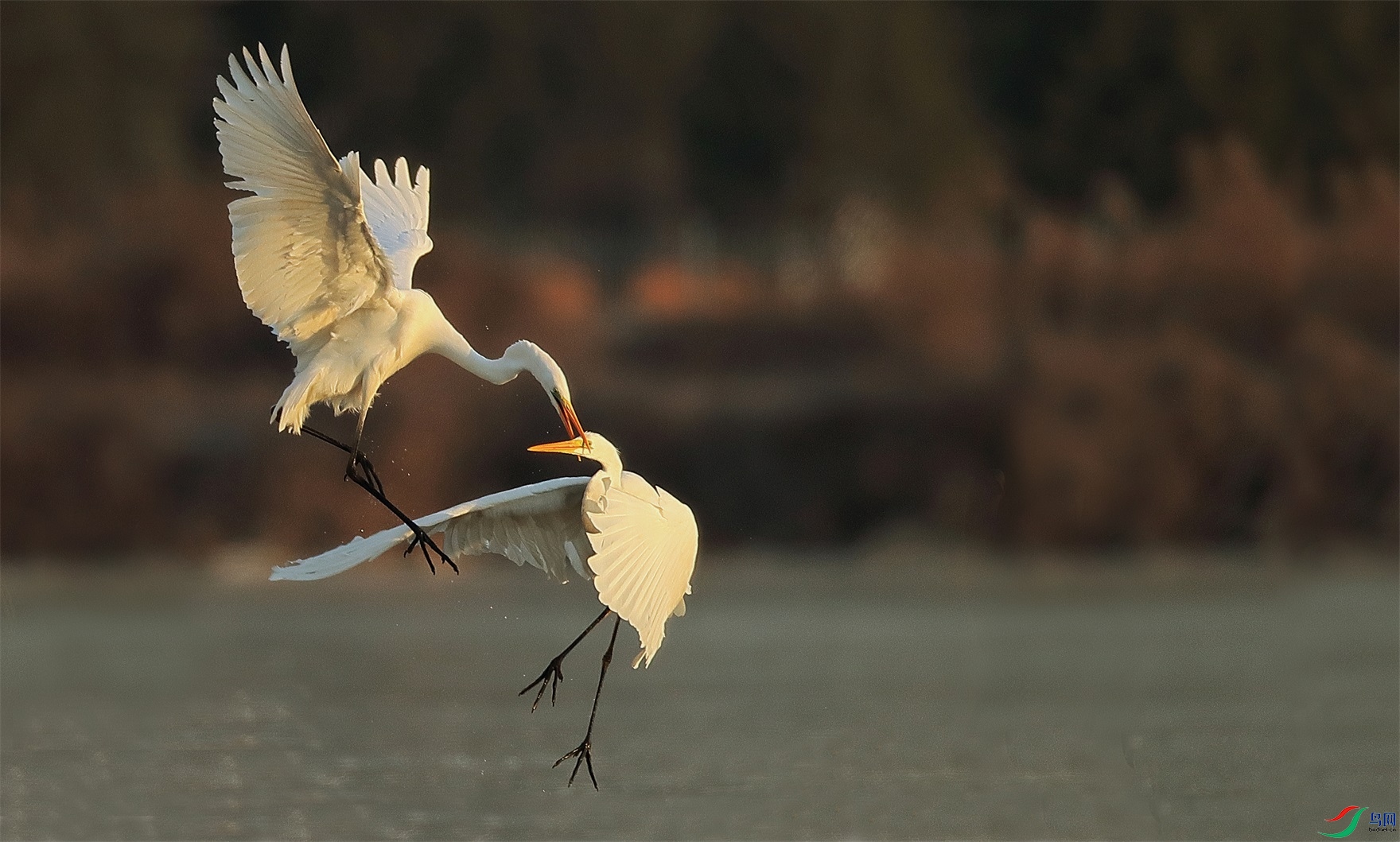 11 - ����.jpg