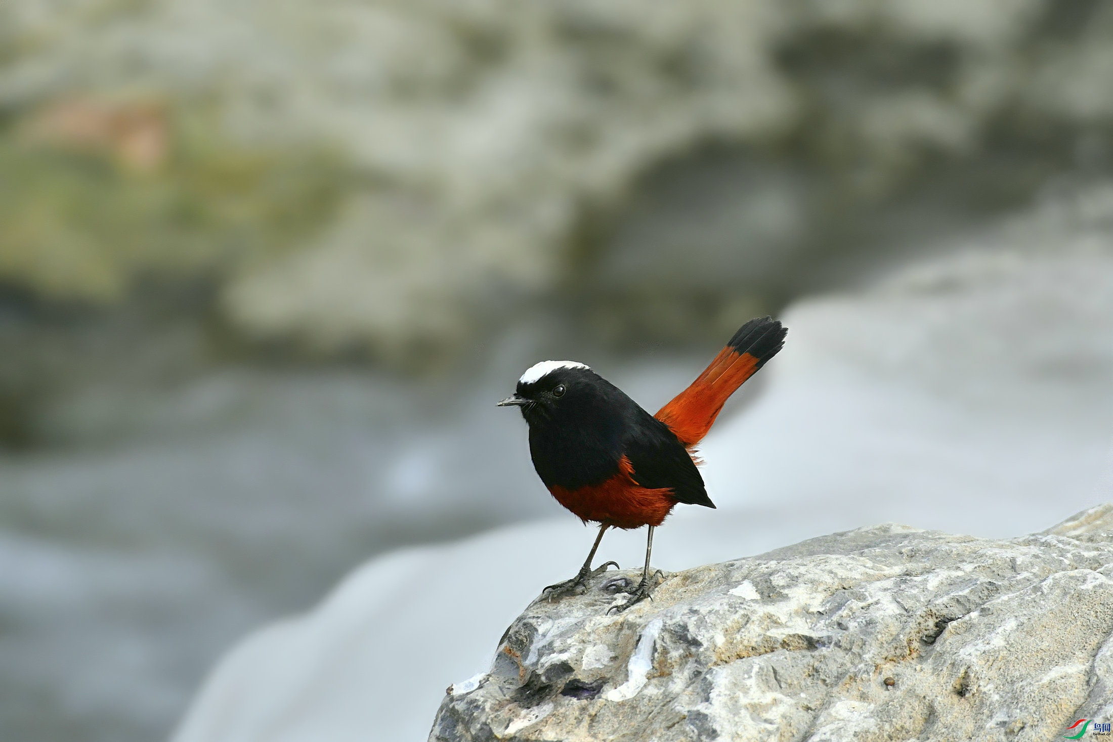 _DSC3550.JPG