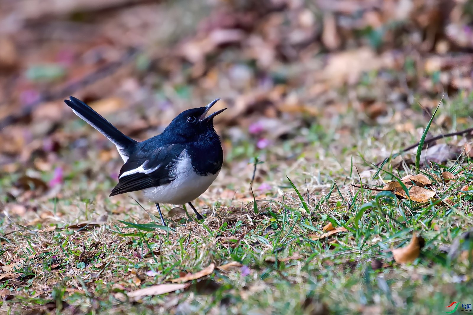 DSC_8723.jpg