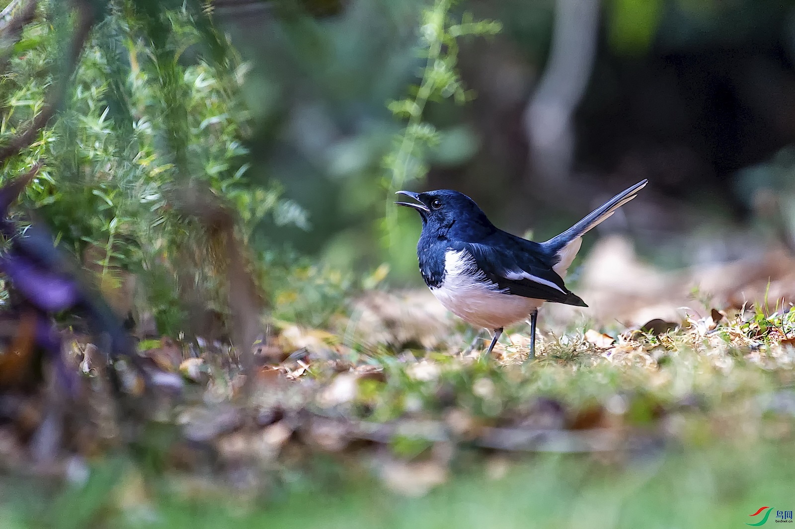 DSC_8729.jpg