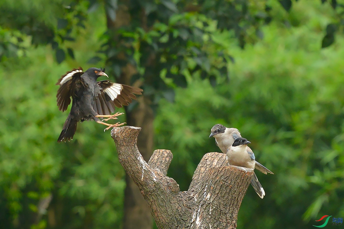 DSC_5554_DxOa.jpg