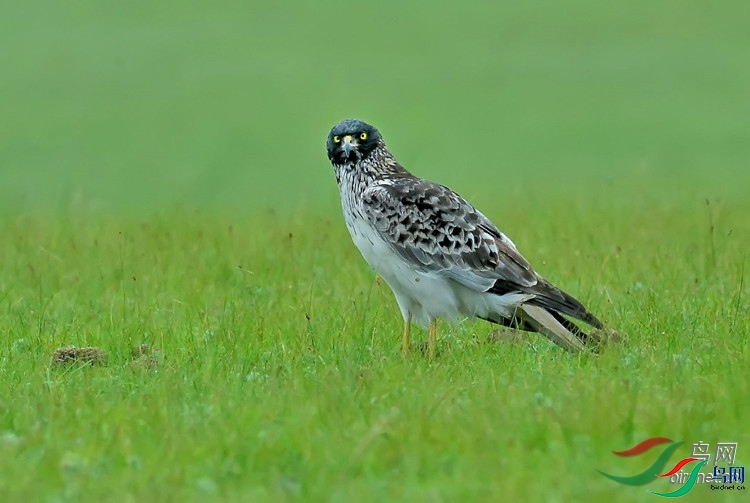 Զ��ɰ��  ��ʦ�����ںӱ�ʡ�е��� Χ�������ɹ���������.jpg