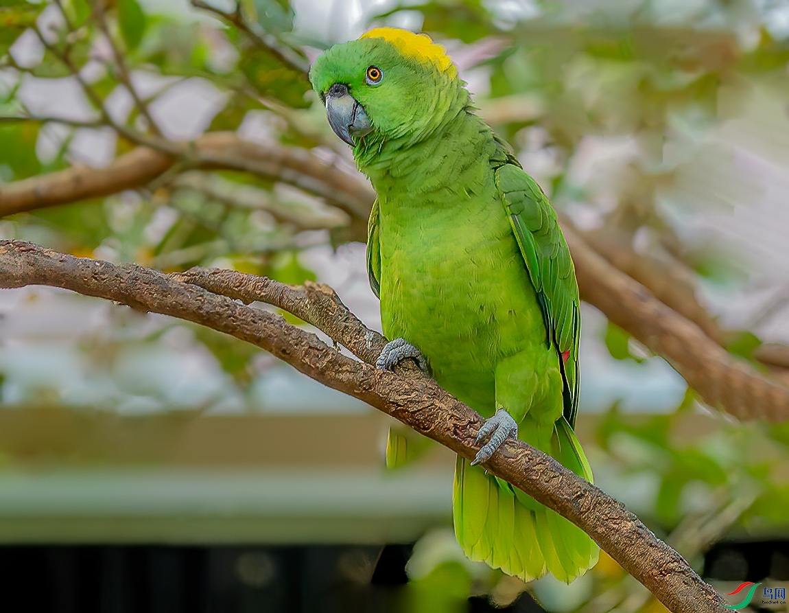 黄颈亚马孙鹦鹉