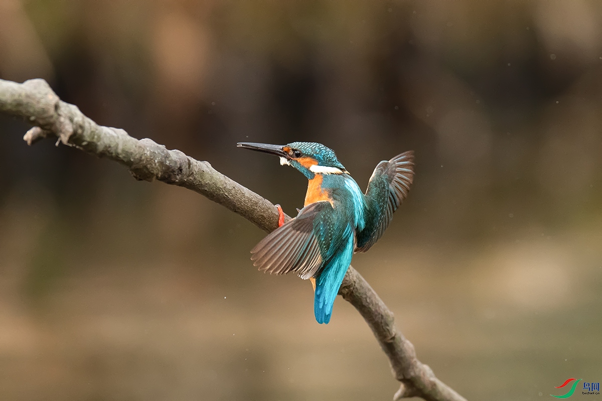 DSC_p3367.jpg