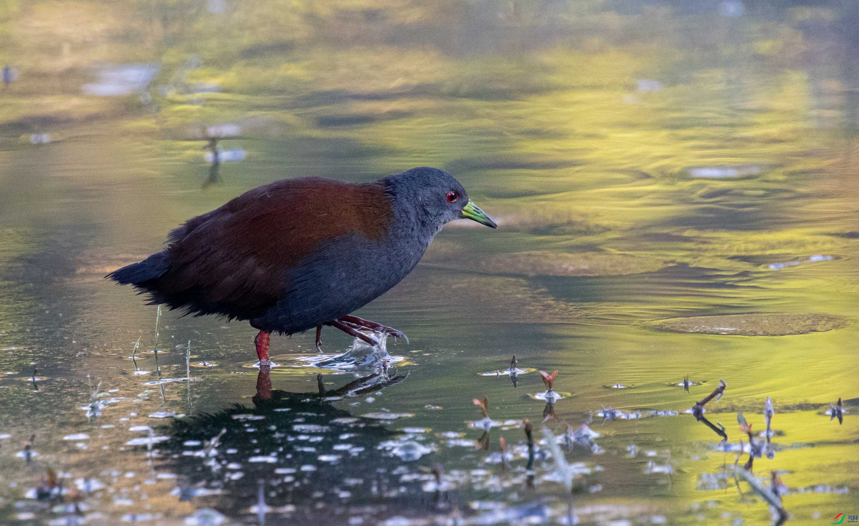 觅食的棕背田鸡